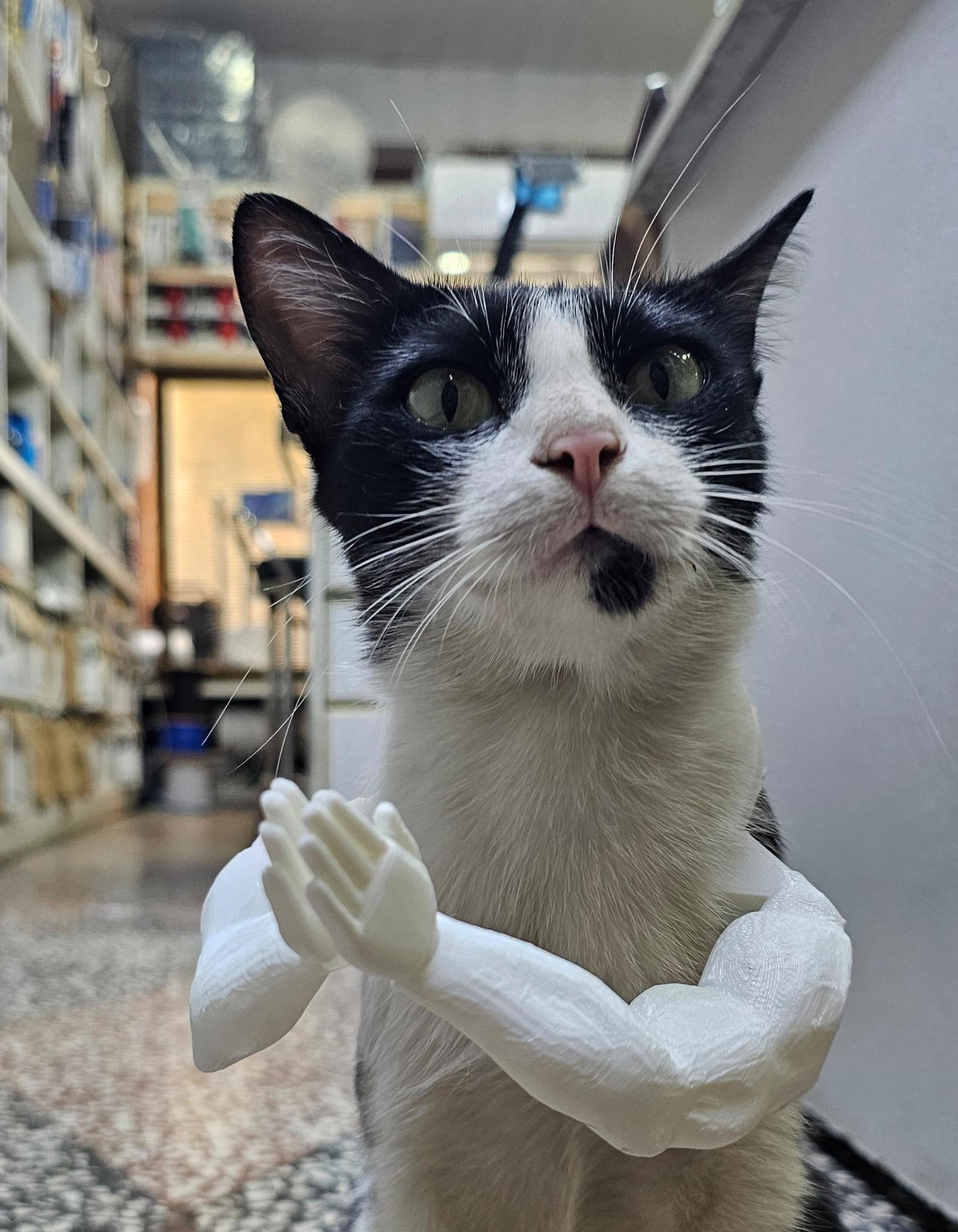 Cat Arms-(wai cat)