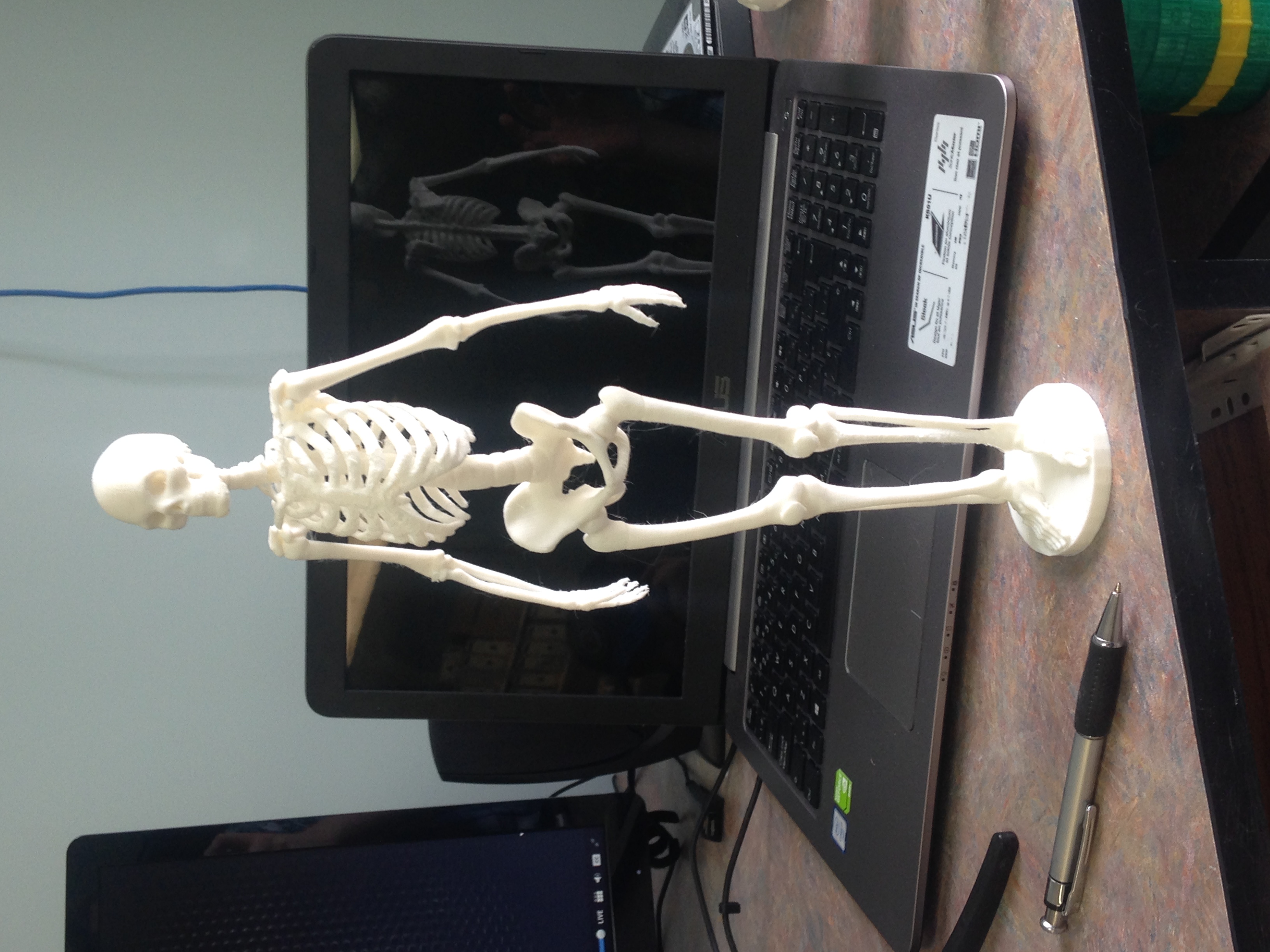 Human Skeleton