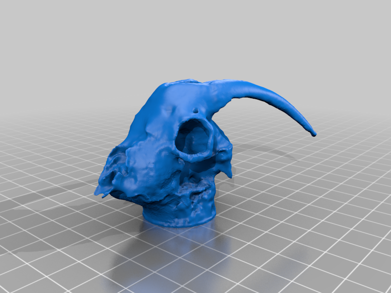 Goat skull scanned