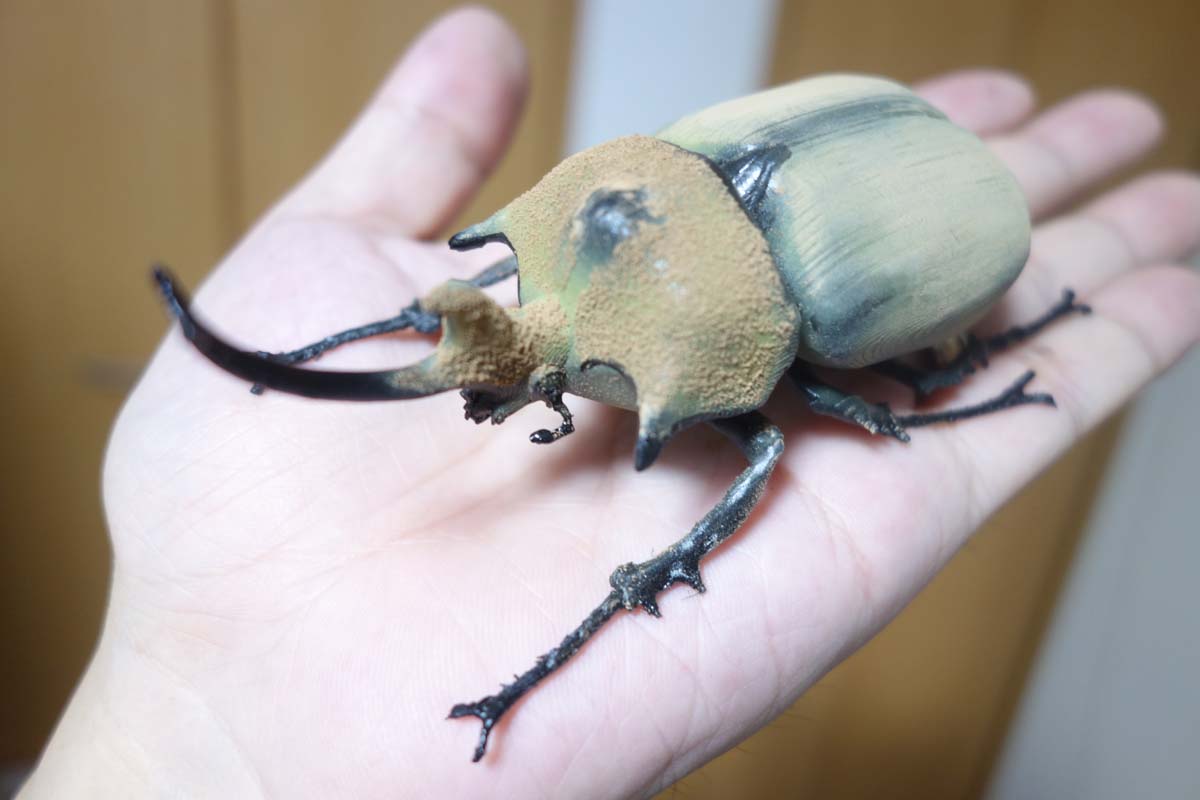 Elephant beetle (Megasoma Elephas)