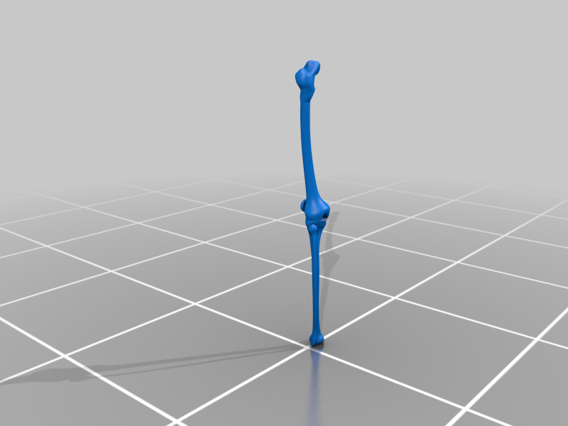 Leg Bones