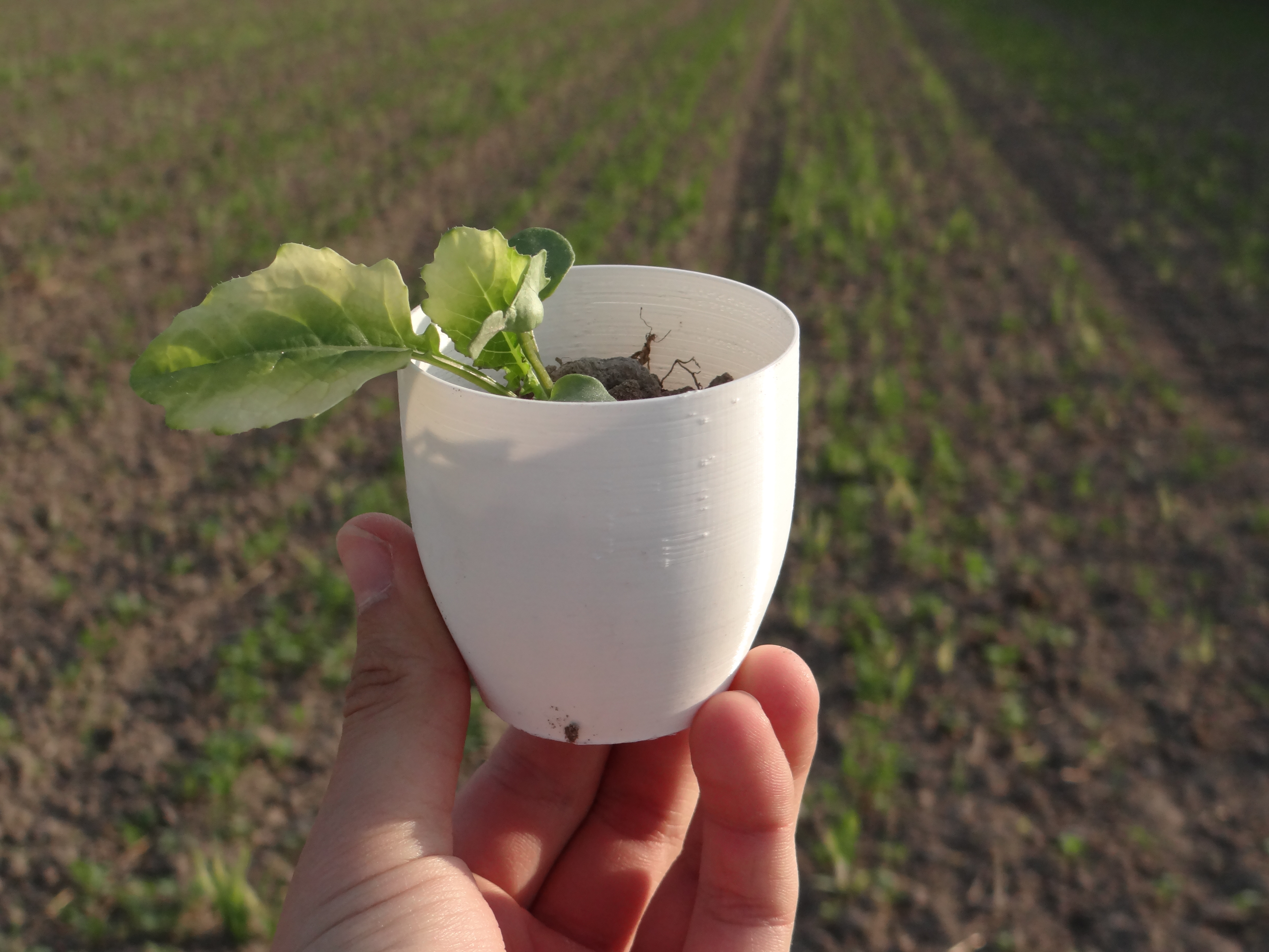 Small flower pot