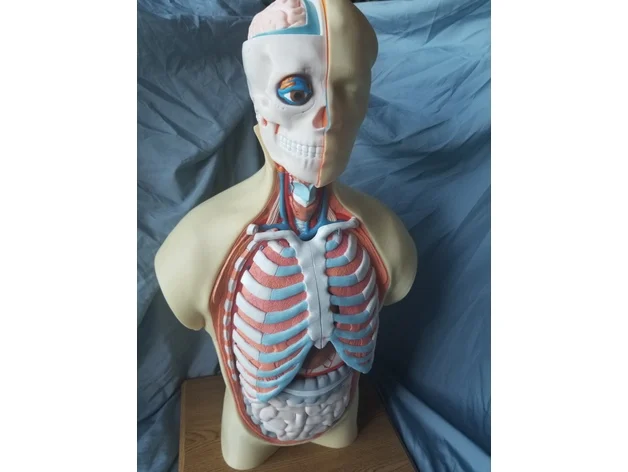 Human Torso Anatomy Model
