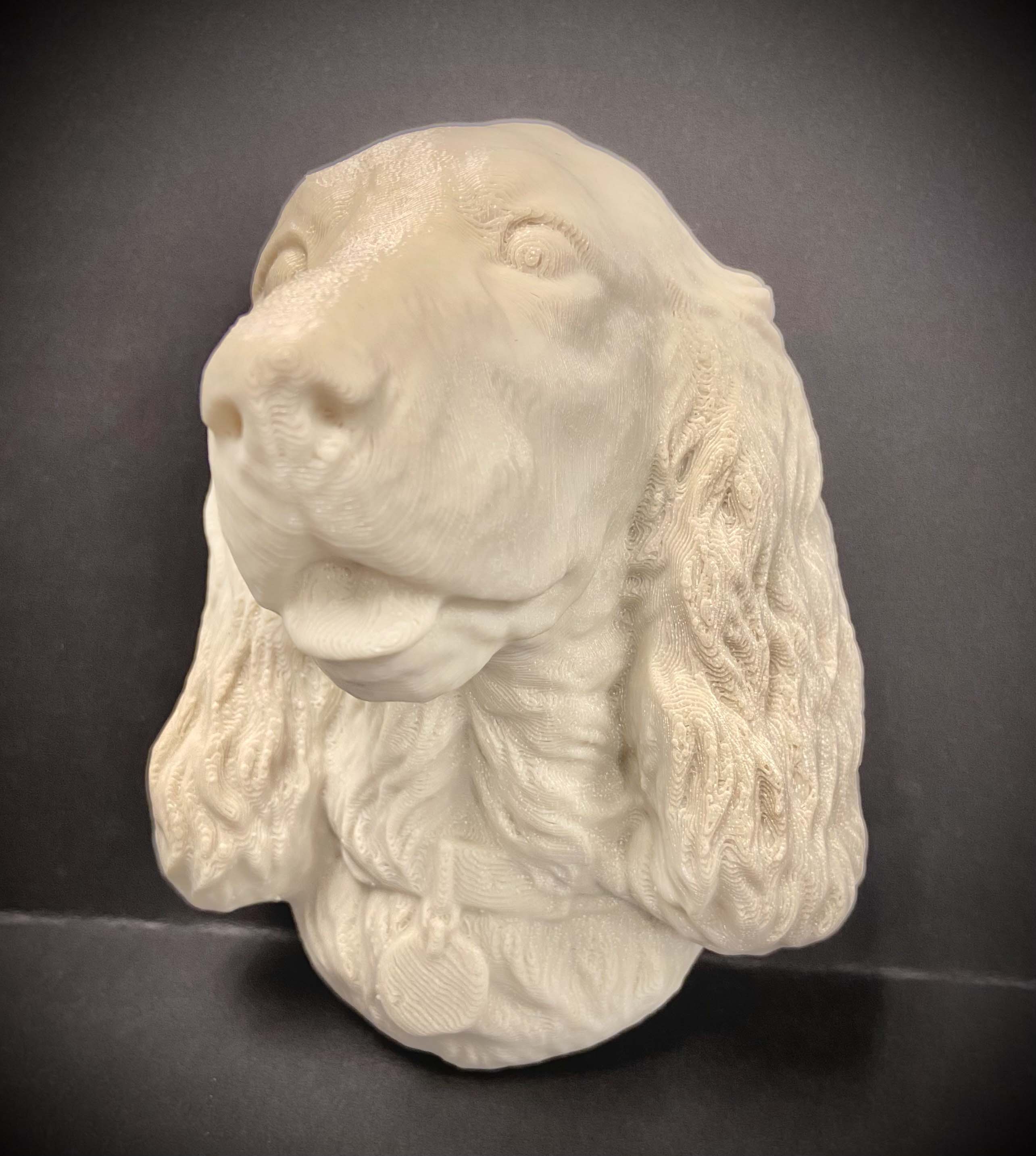 Spaniel