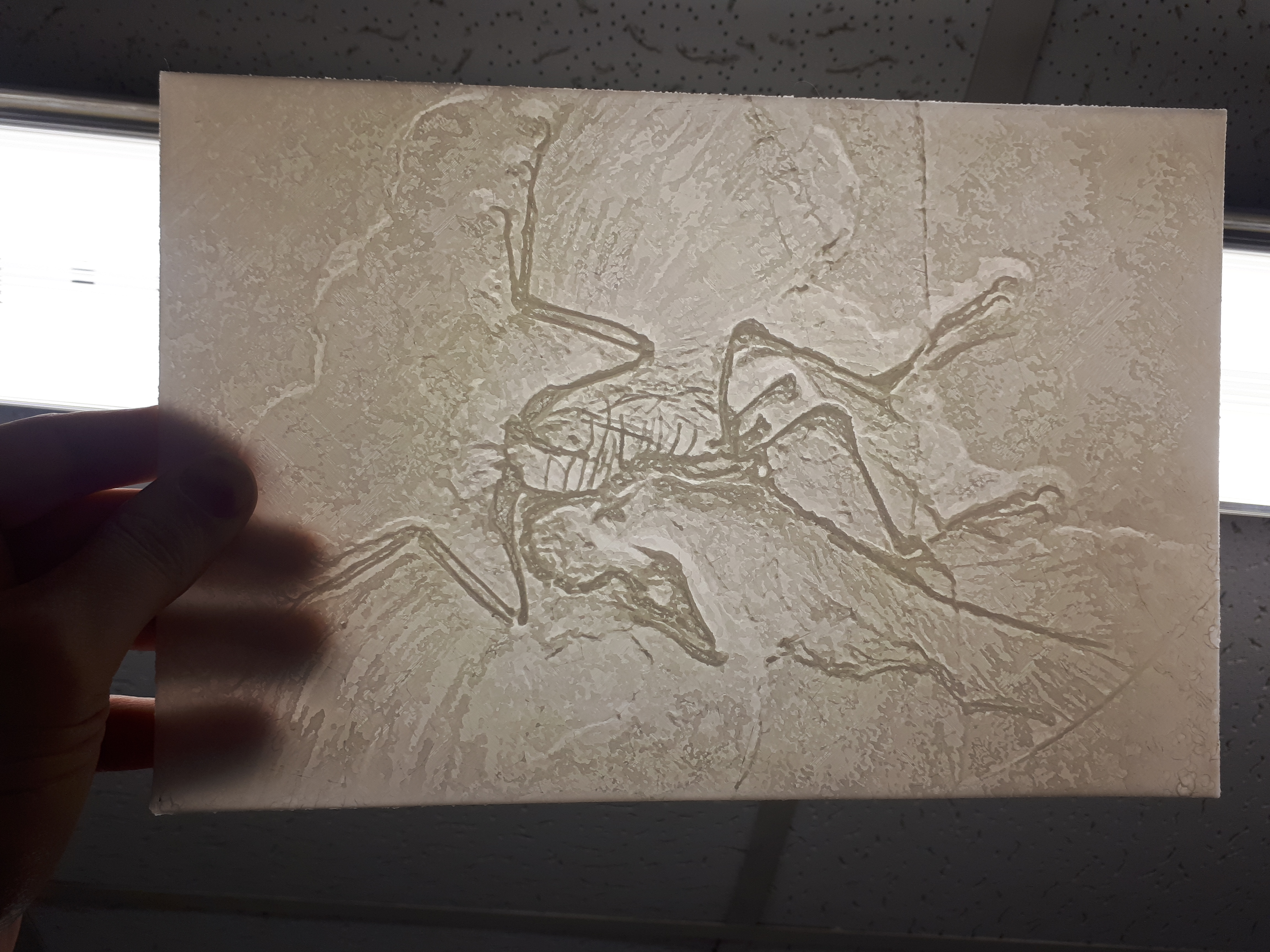 Microraptor Lithophane - arqueopterix