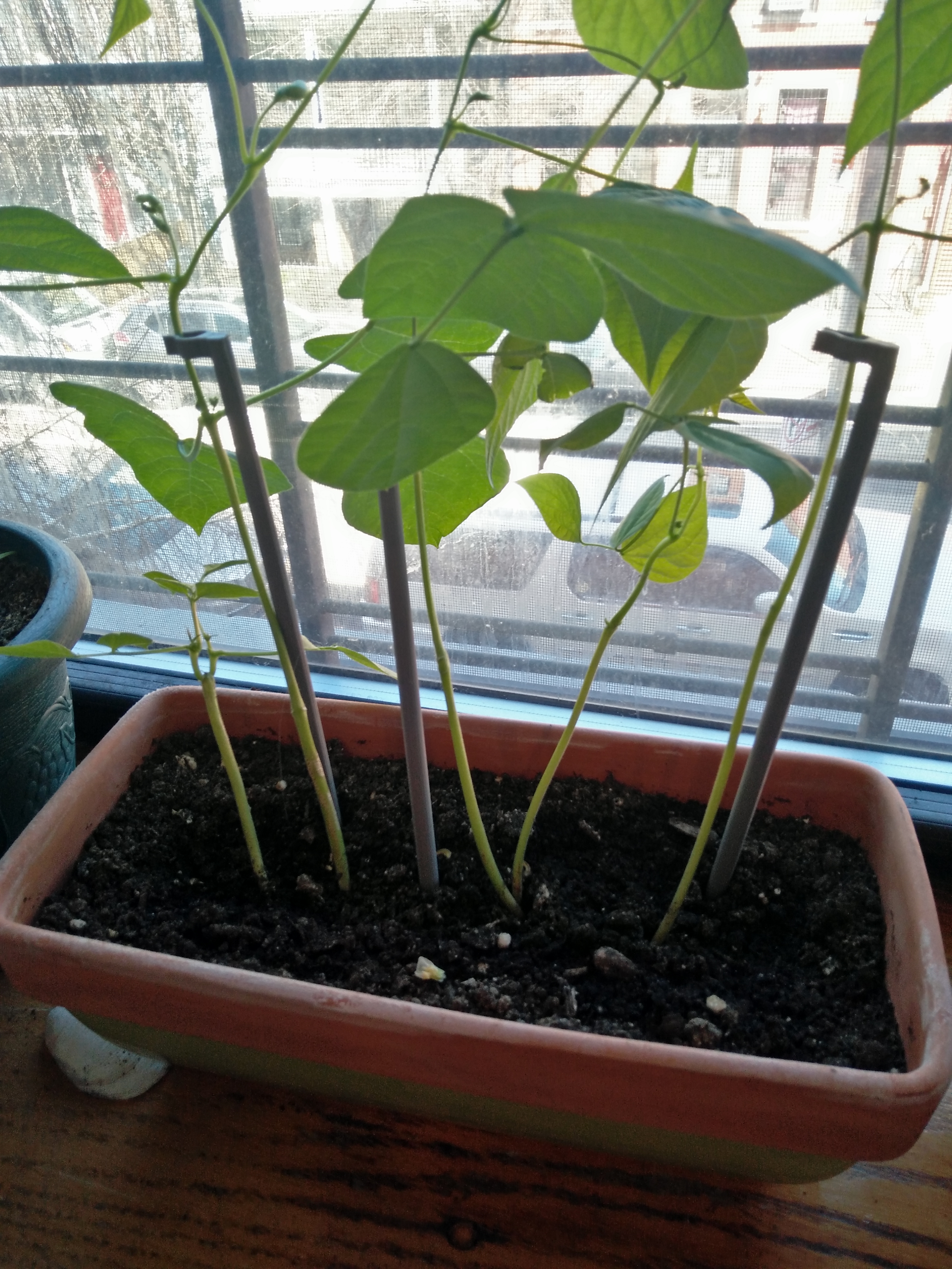 Plant Stake with Clip