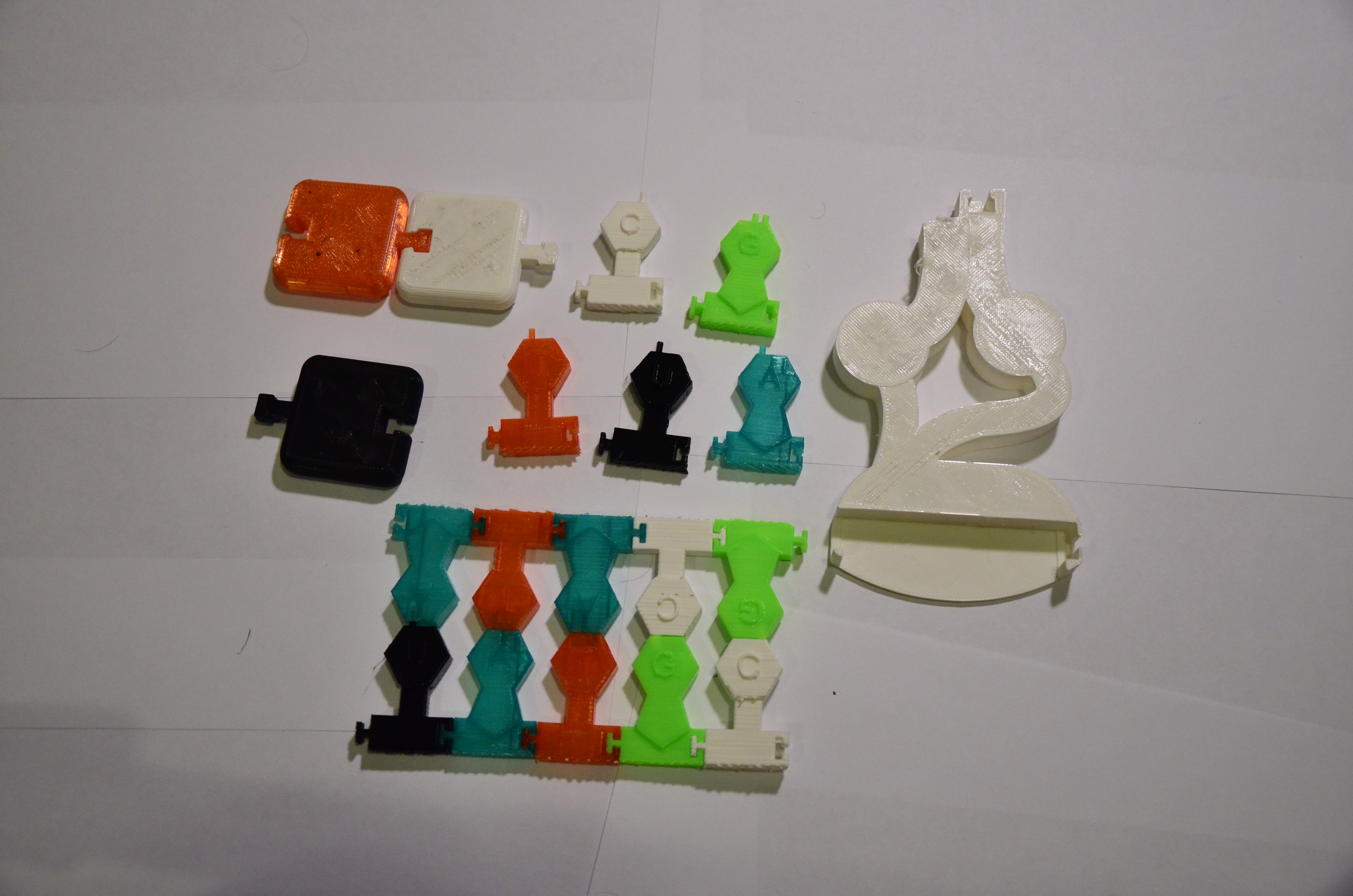 DNA/RNA Building Set/Transcription and Translation Model