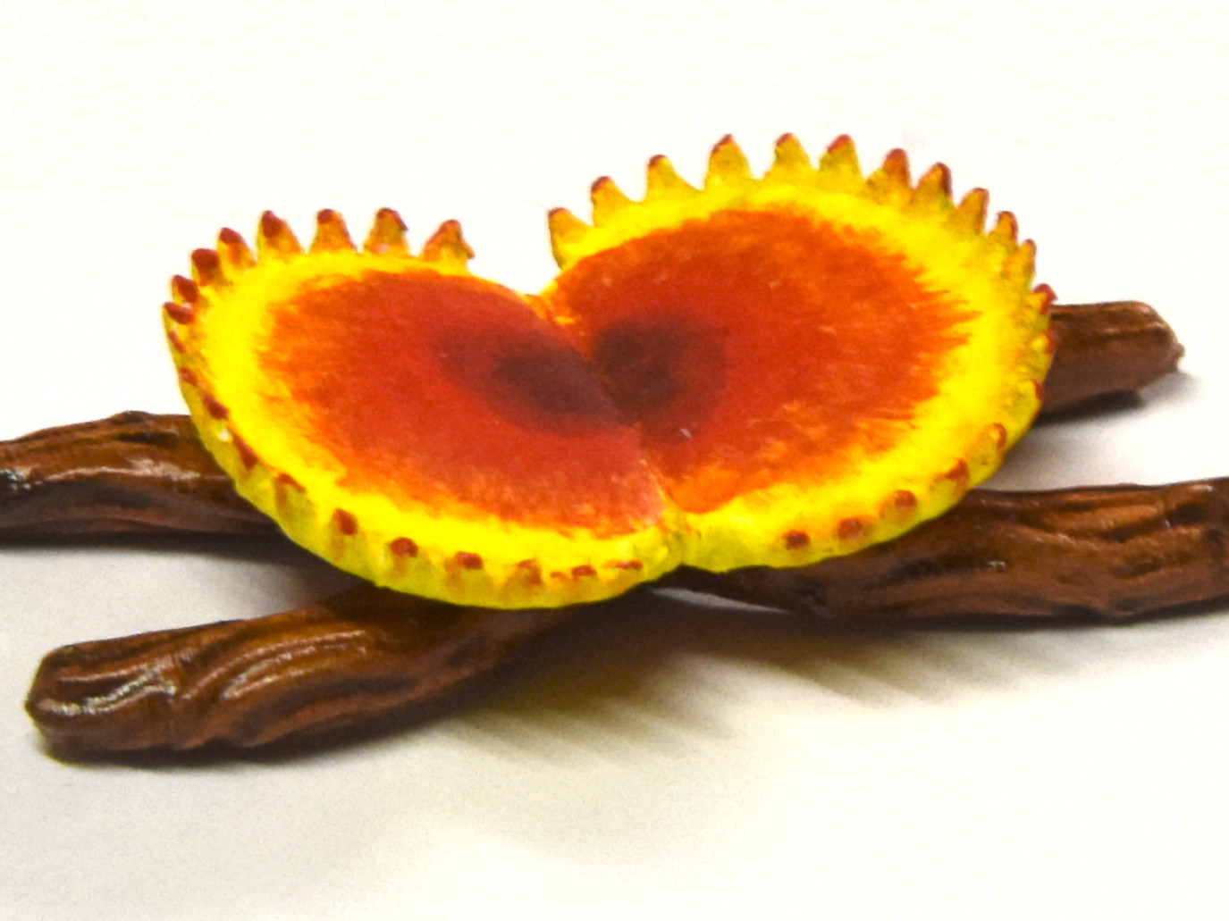 Venus Flytrap "Trap"
