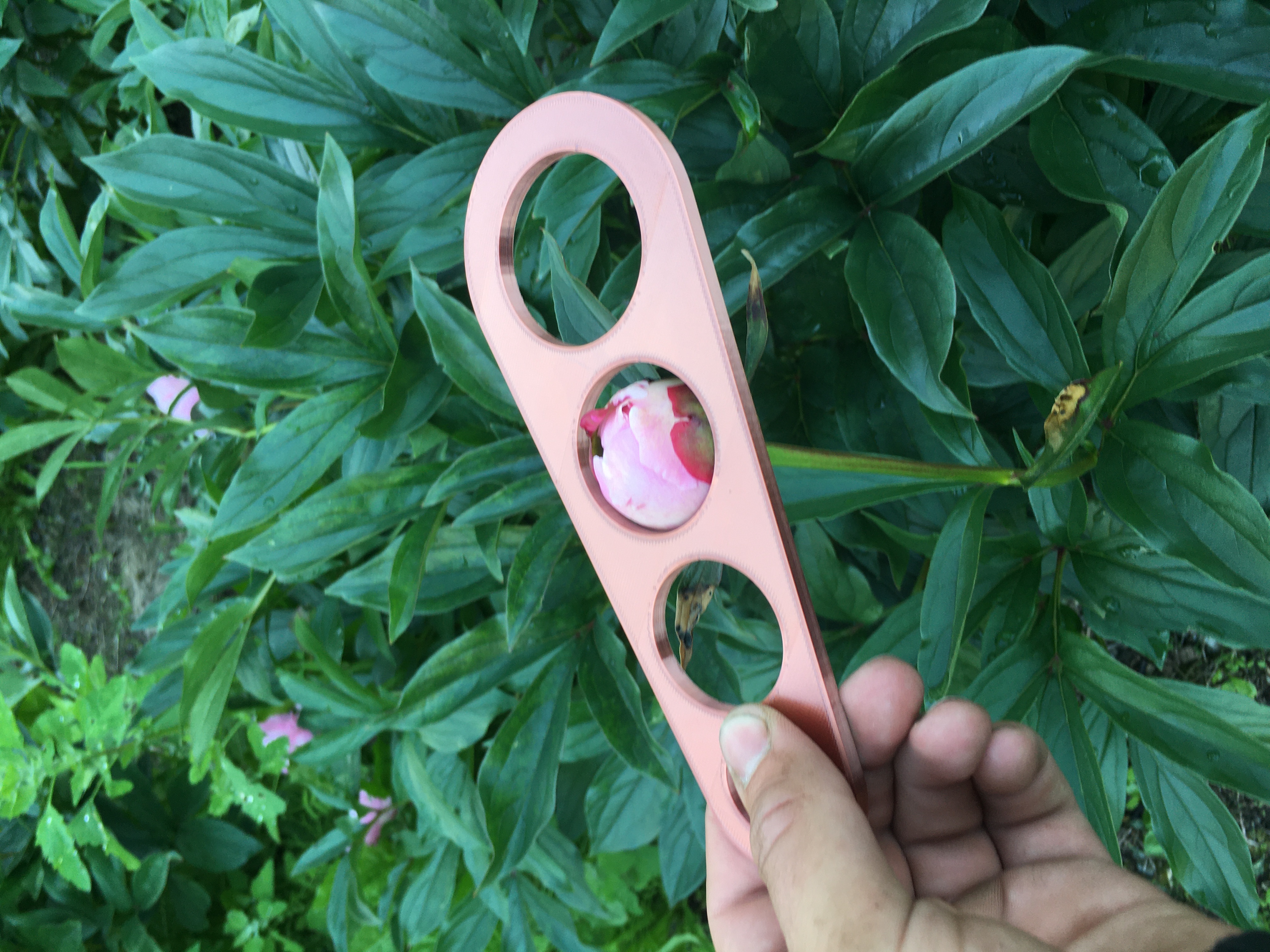 Peony Grader