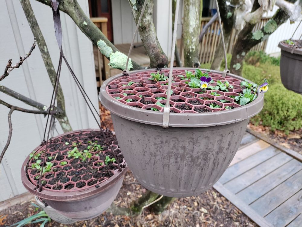 Plant protector from birds and squirrels digging soil