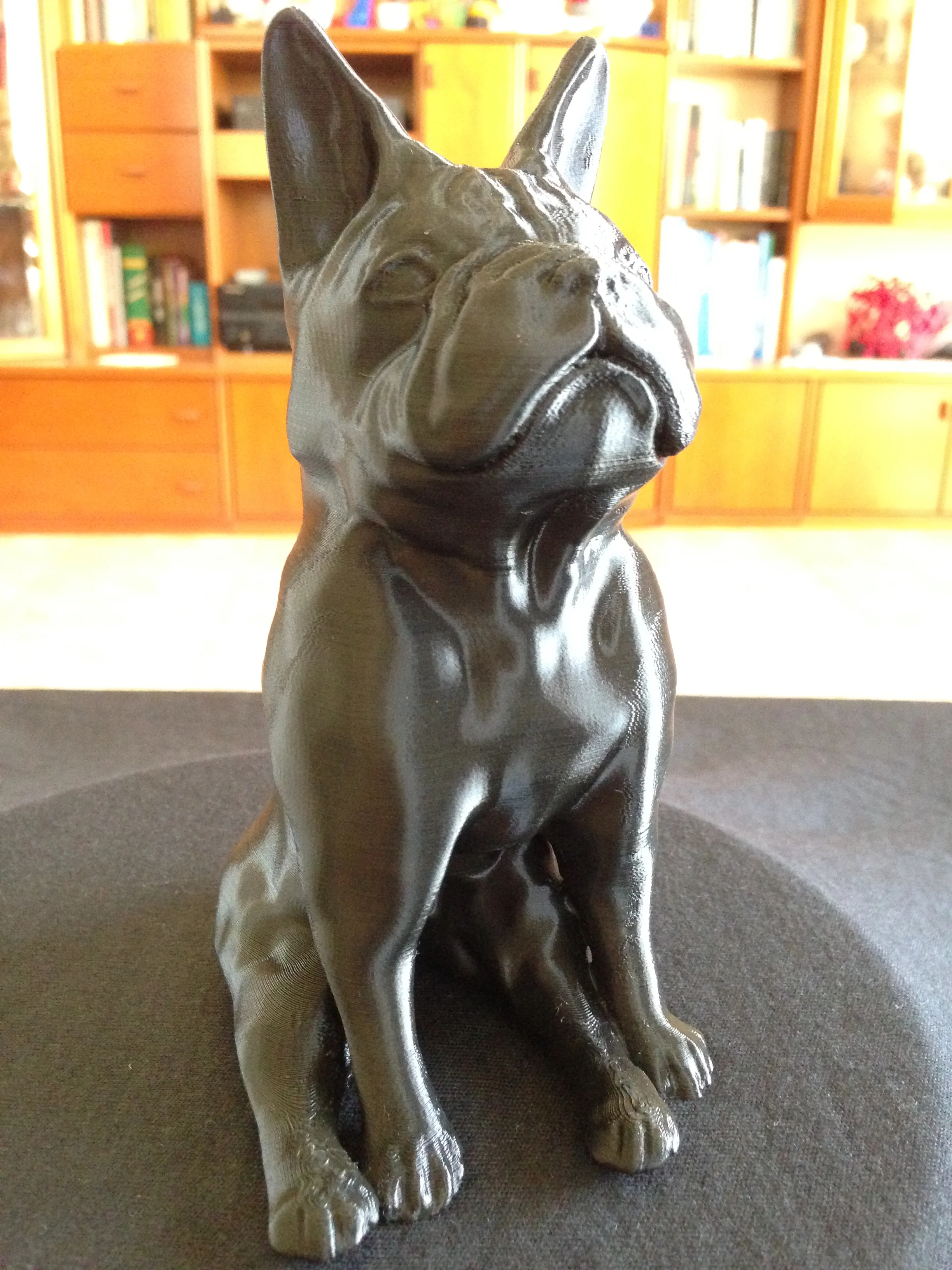 French Bulldog sitting like a boss