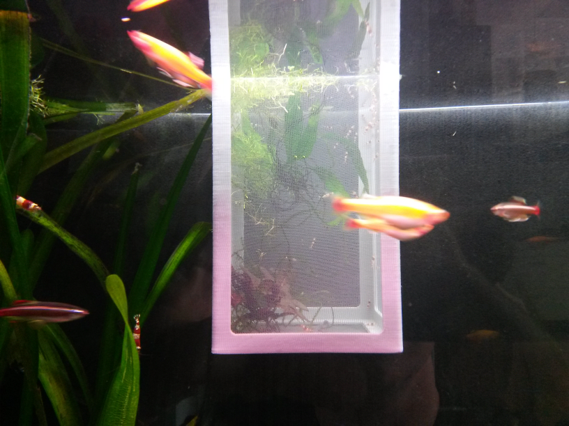 fish / shrimp breeding box