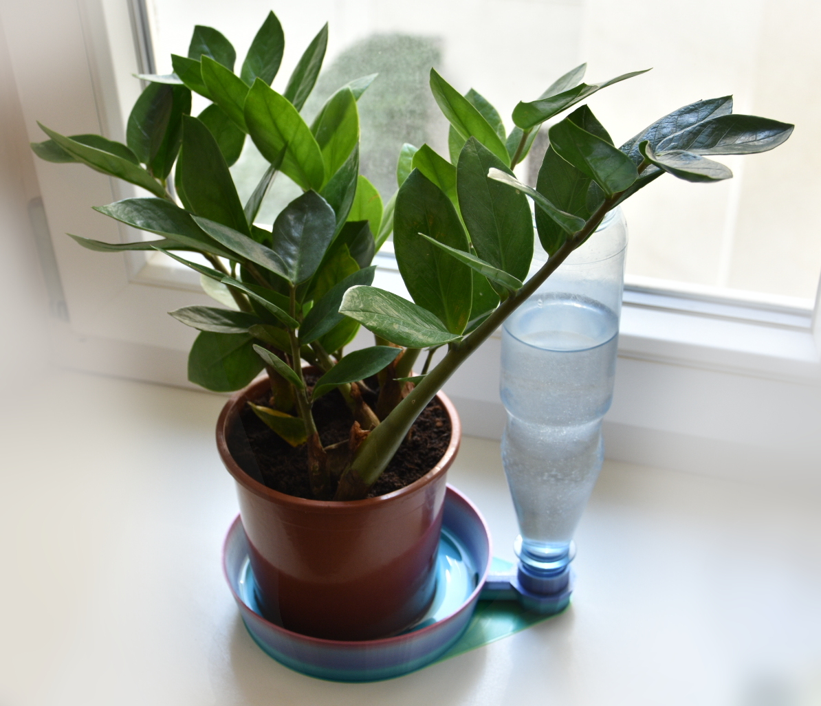 PET bottle plant autowaterer tray (customizable)
