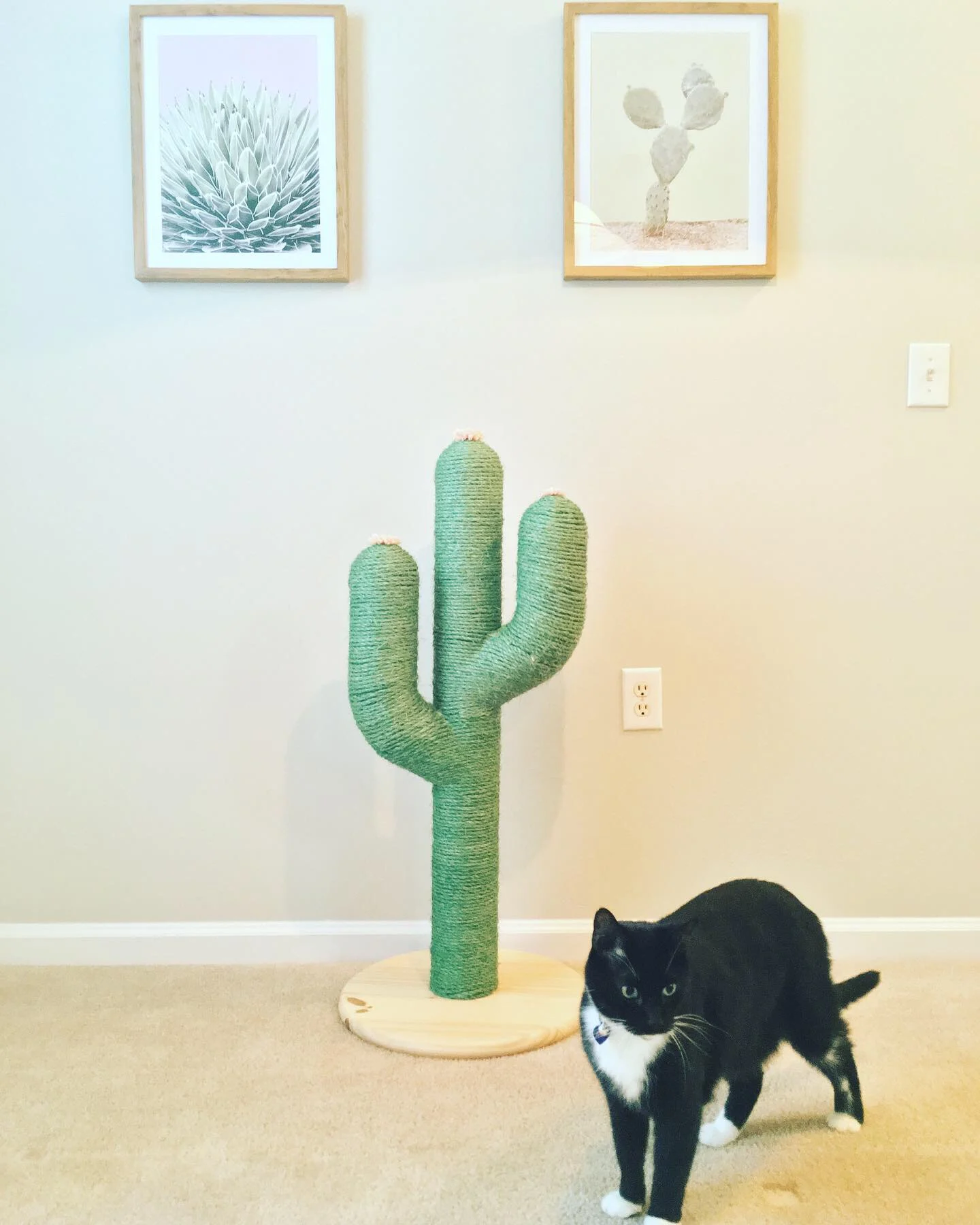 Cactus Cat Scratcher