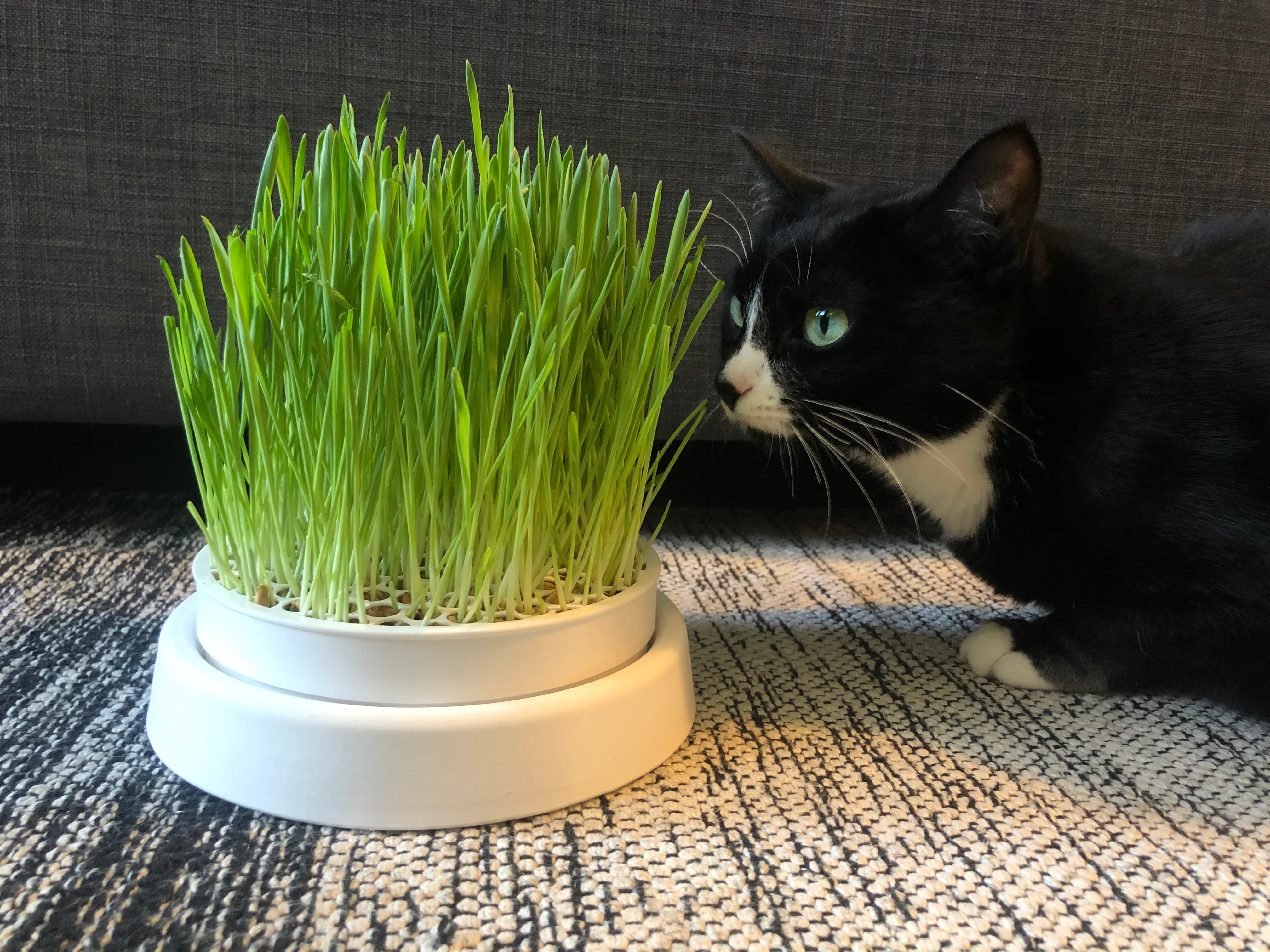 Cat Grass Planter