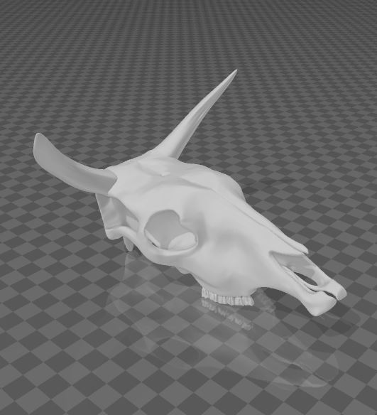 craneo de vaca - (cow skull)