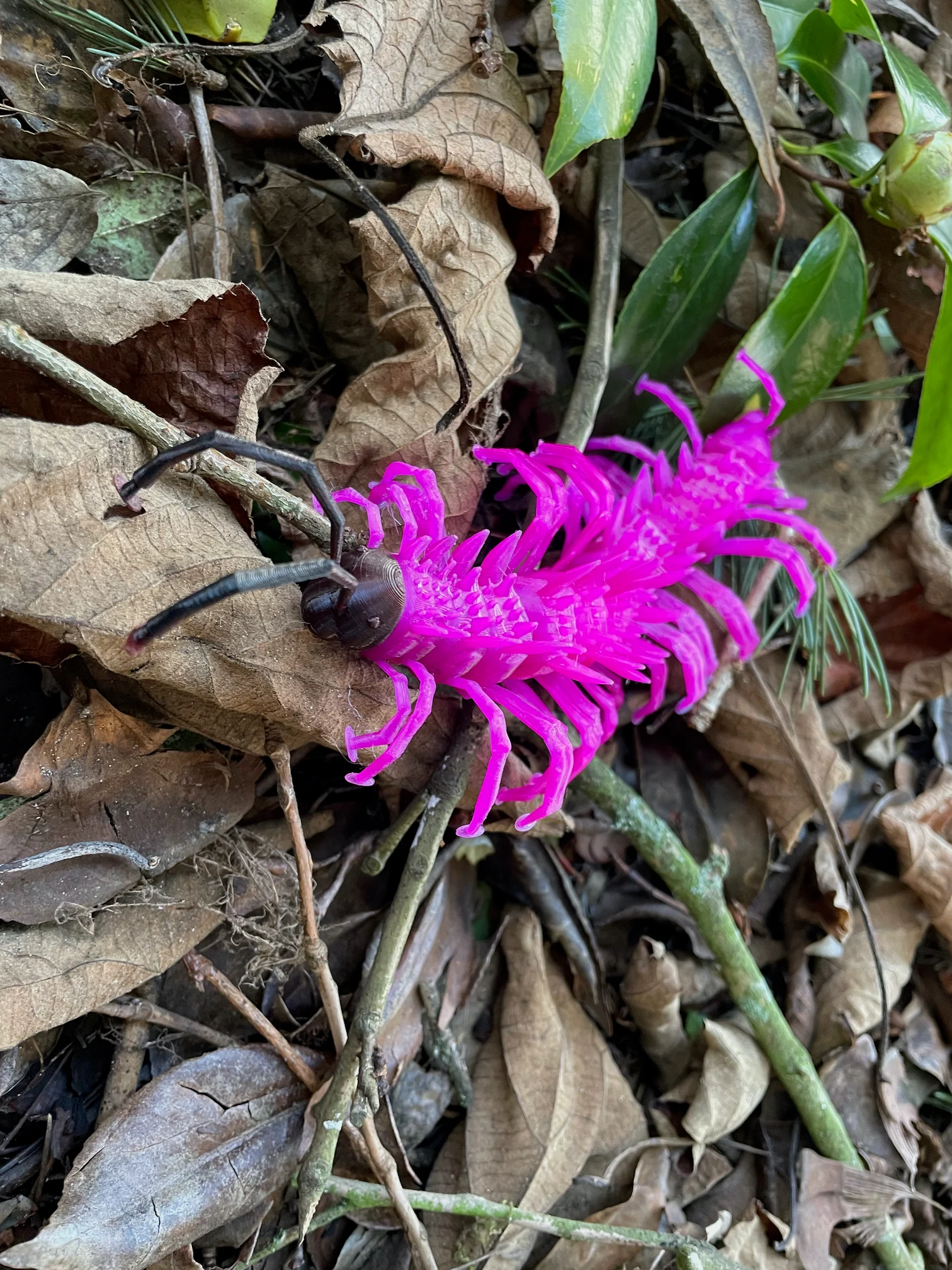 Shocking Pink Dragon Millipede
