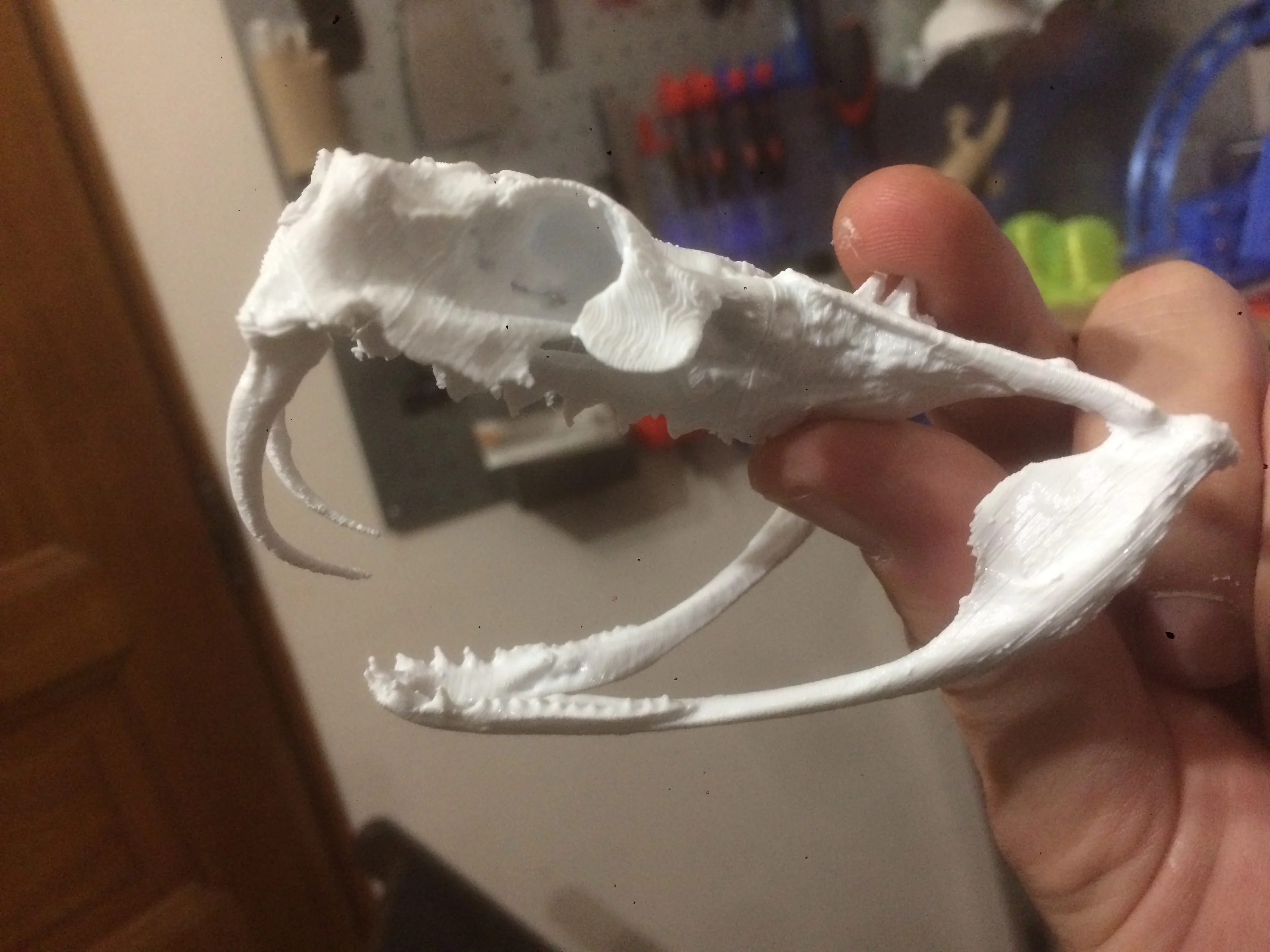 gaboon viper skull (no support)