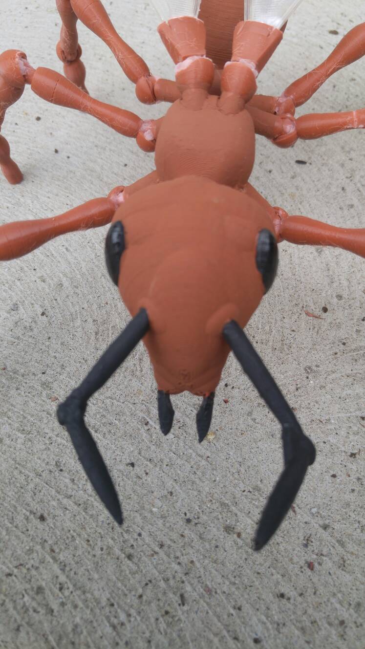 fourmis