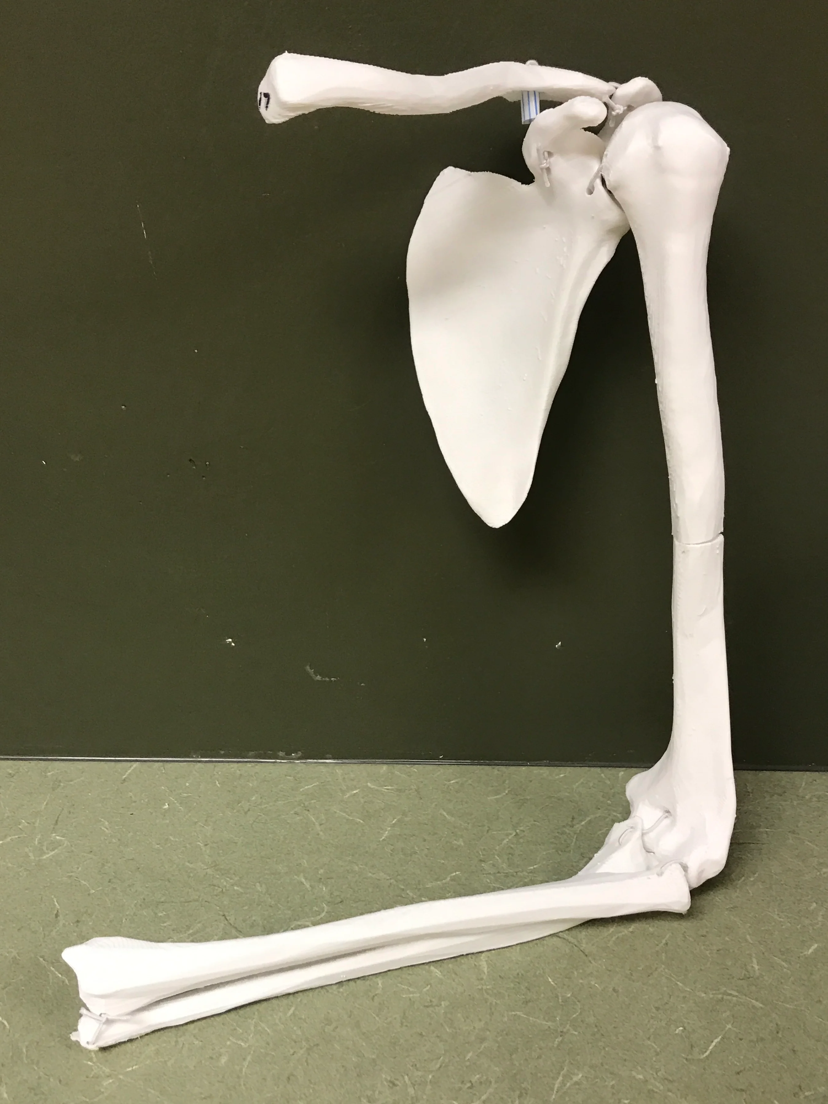 Upper Limb Bones (Left)