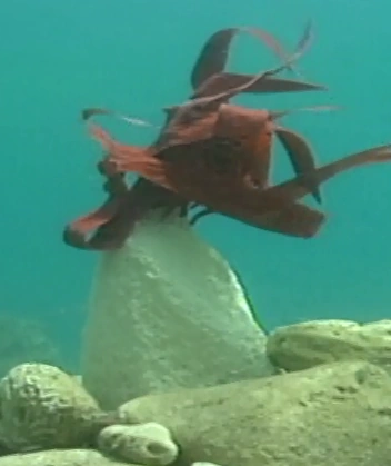 Red Algae Coral