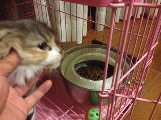 Naughty Cat Food Saver