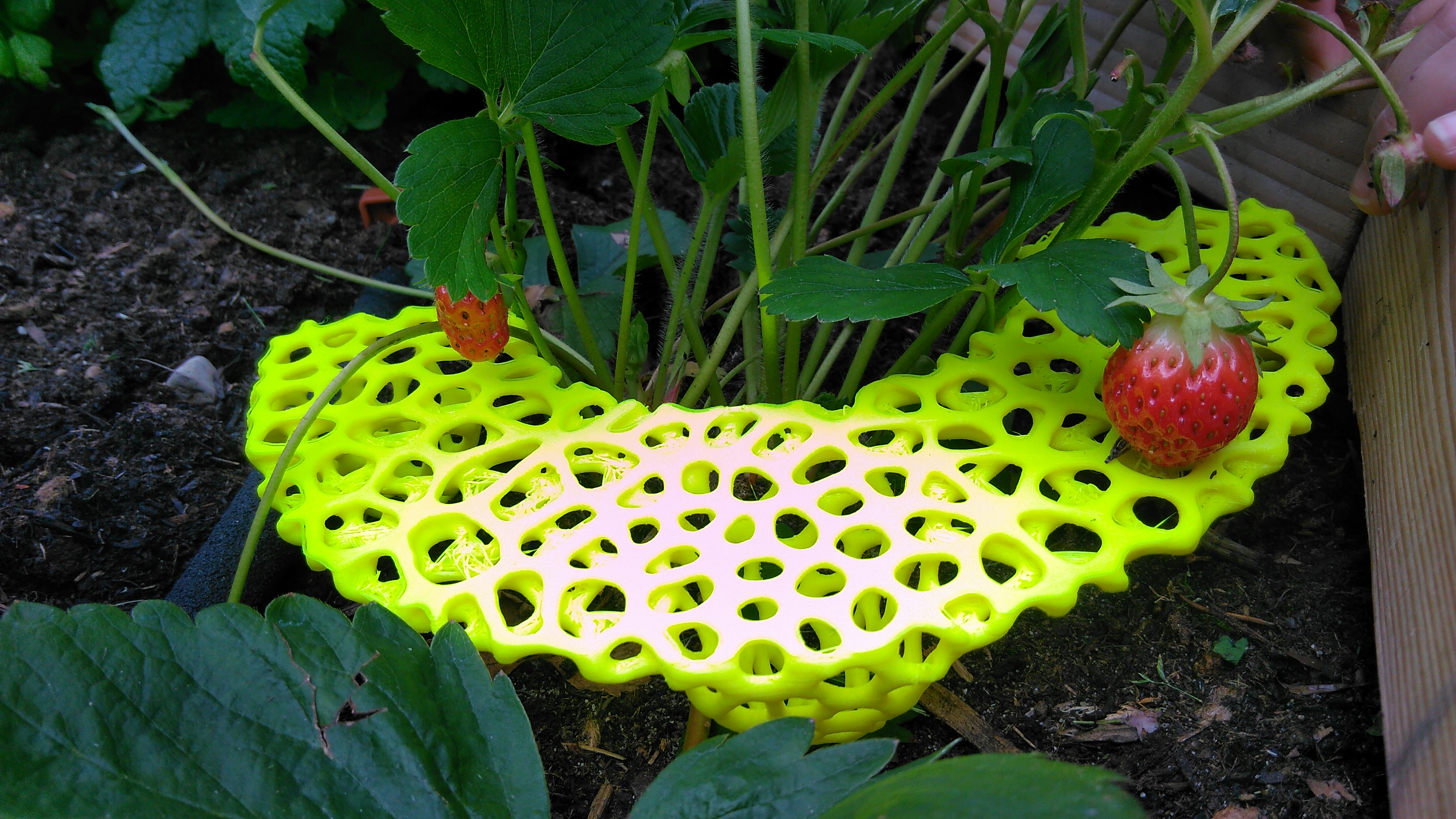 Voronoi Strawberry Protection Riser Erdbeer-Reifer Erdbeergitter