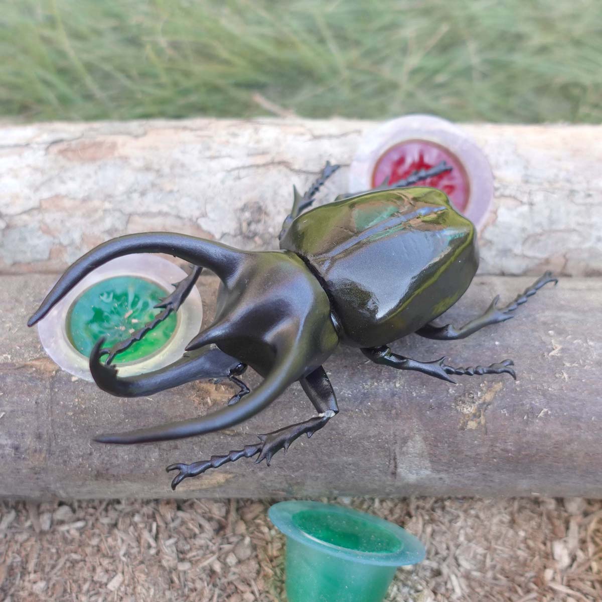 Atlas beetle
