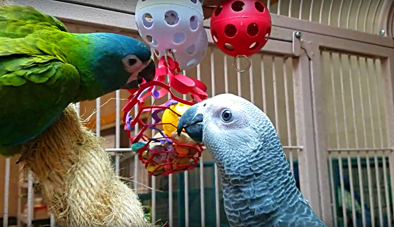 Paper foraging basket - Safe foraging net, low entrapment hazard.