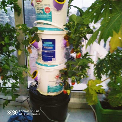 HYDROPONIC STRAWBERRY TOWER