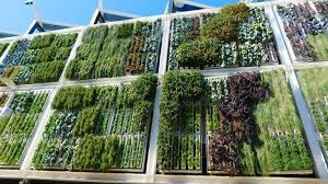 Easy Vertical Green wall module (fits any pipe and pot)