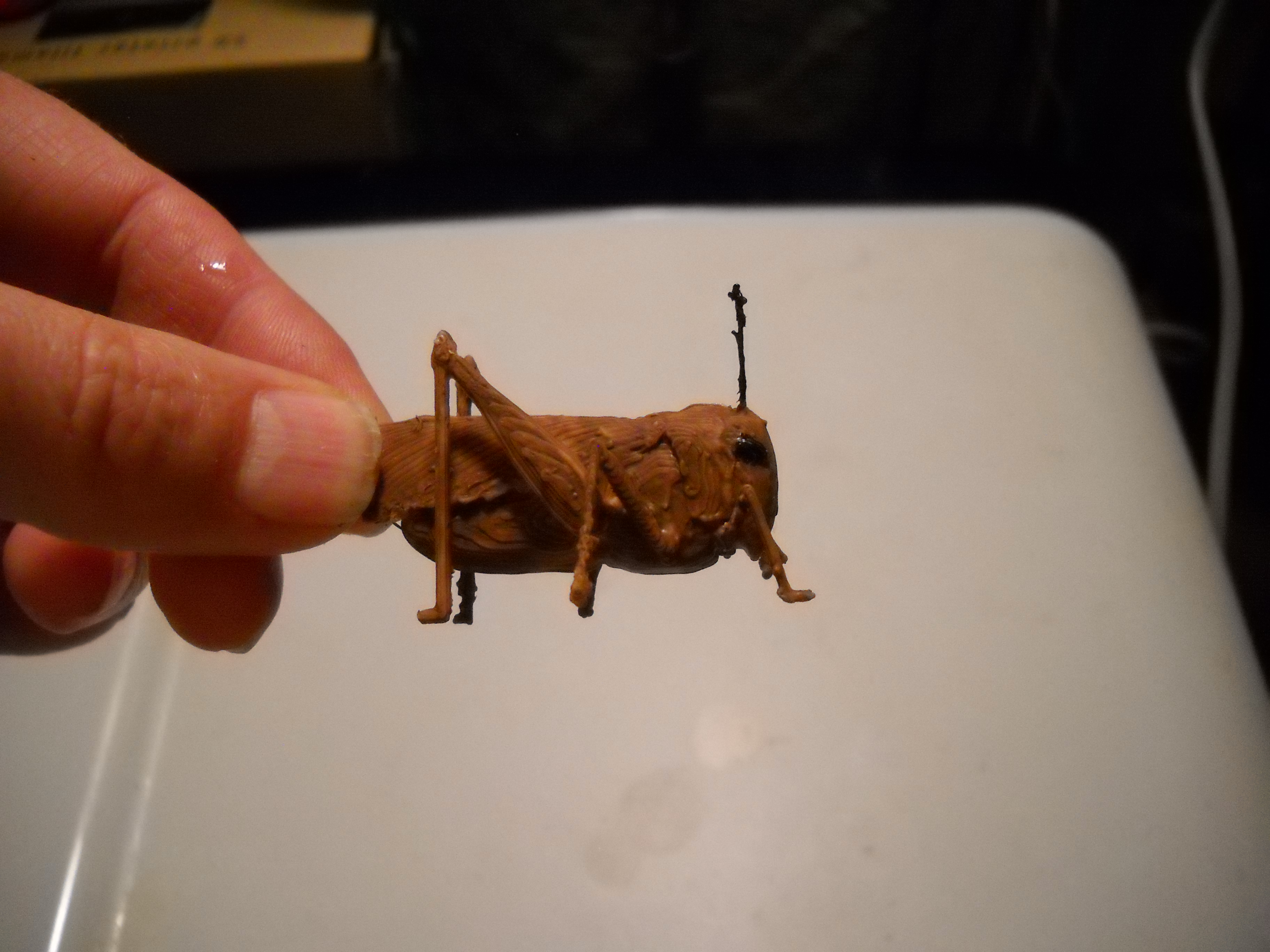 grasshopper