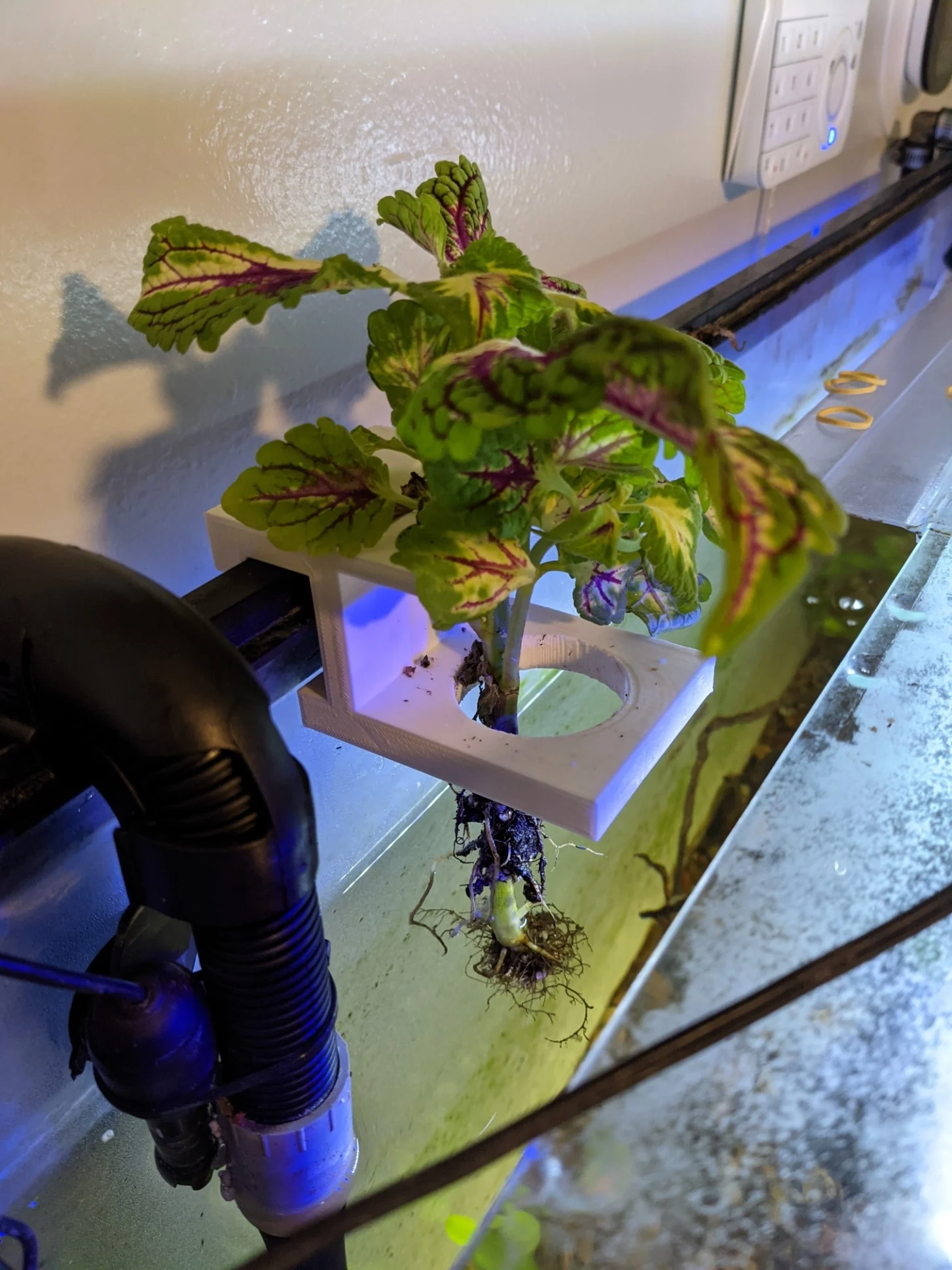 Aquarium Plant Hanger