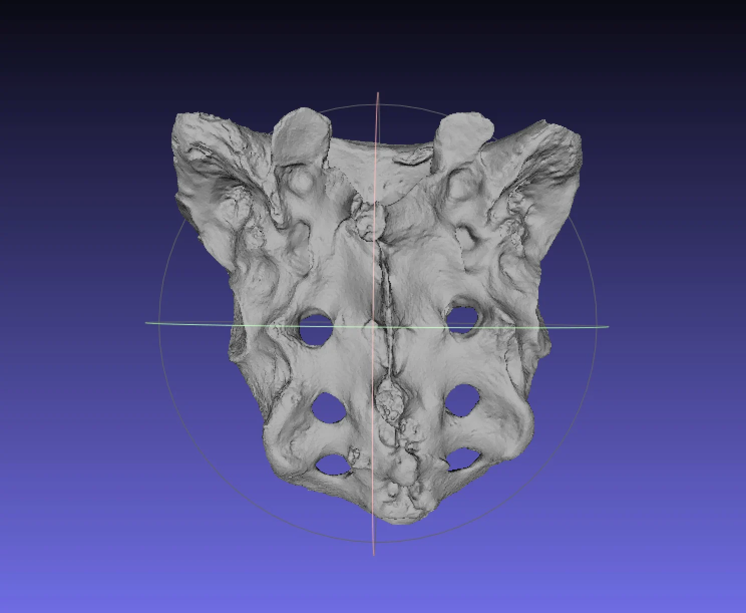 Human Skeleton Sacrum Bone, Real Anatomy Scan
