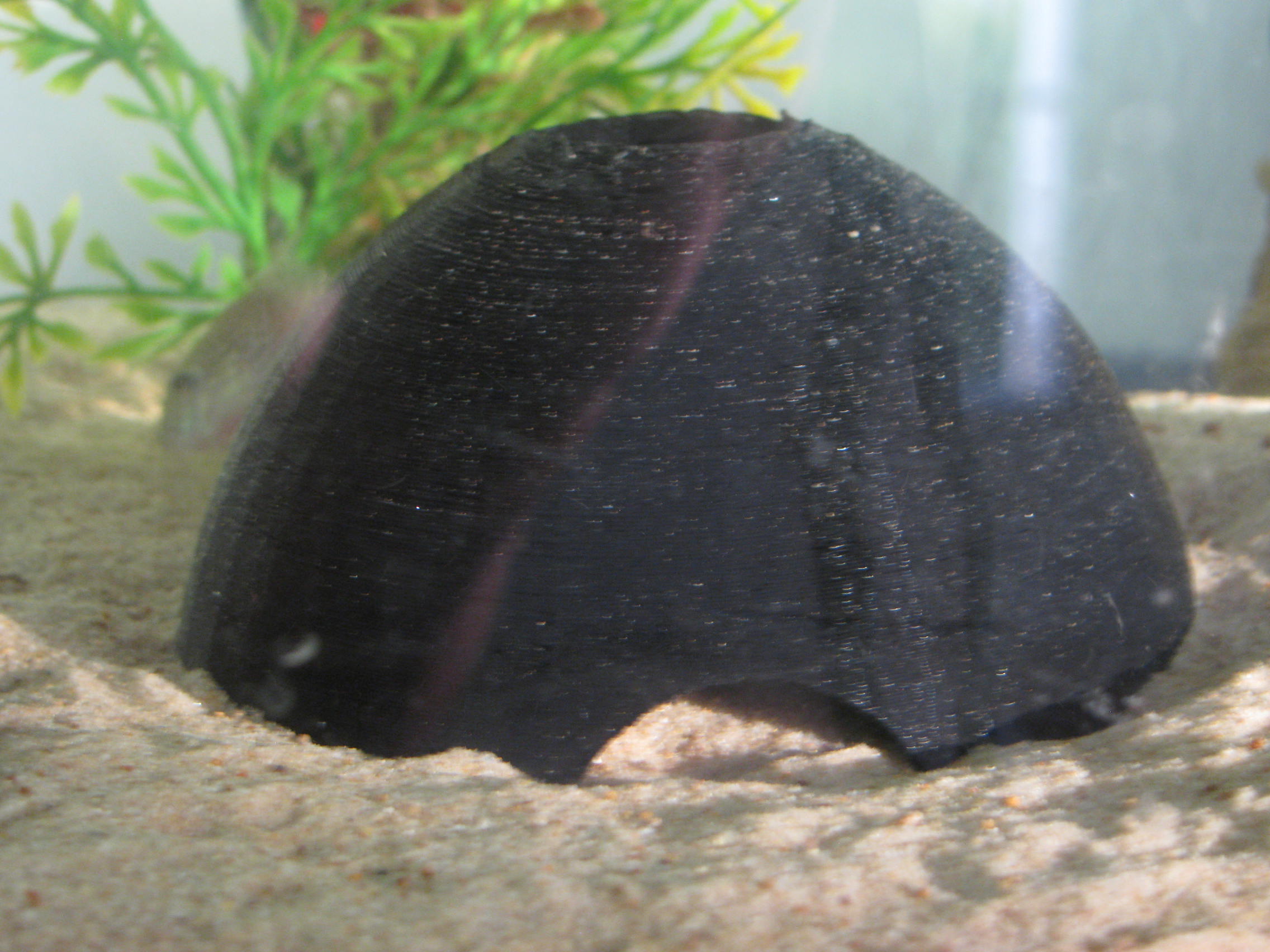 Cory Catfish Hideout