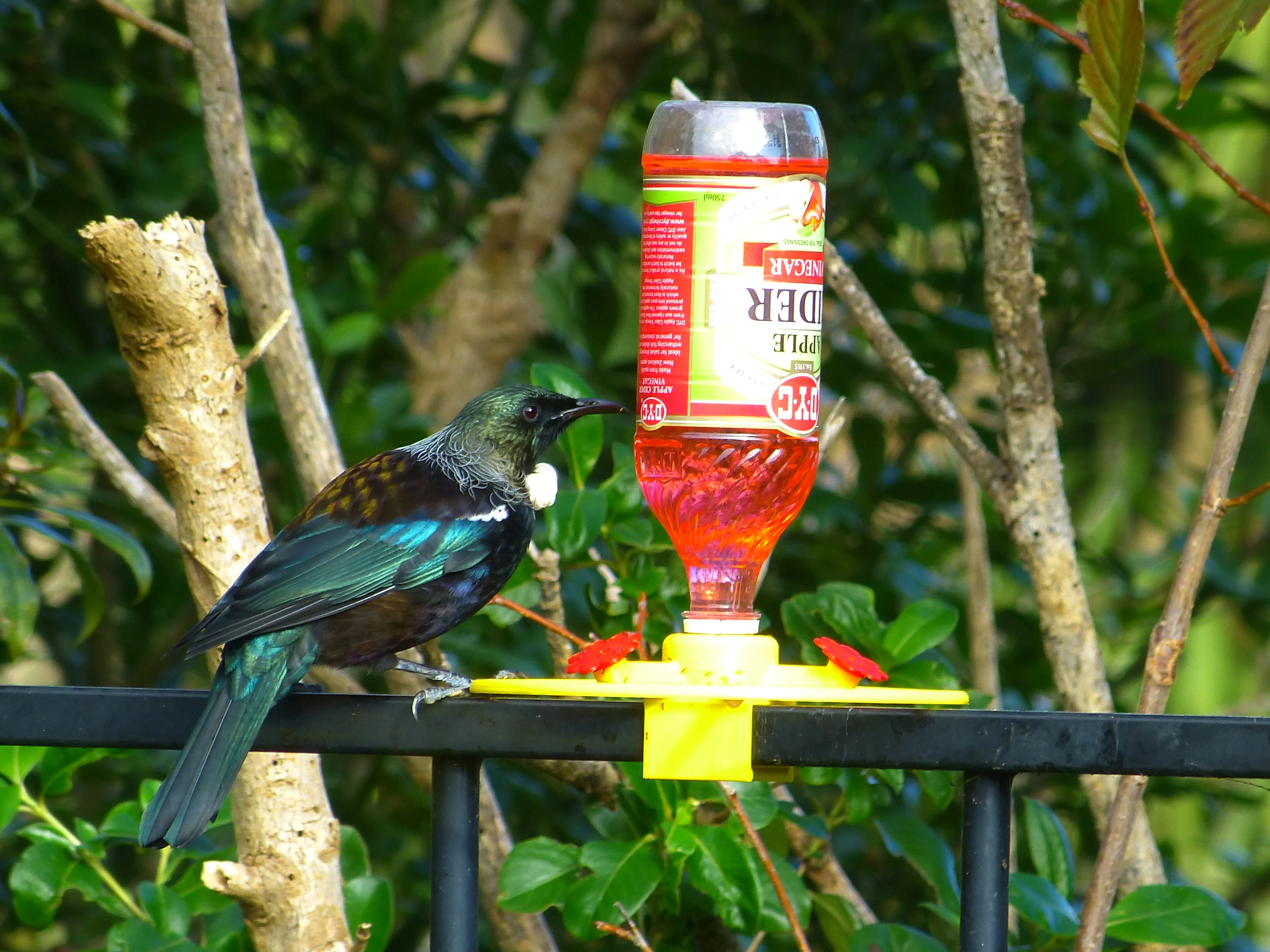 Tui Feeder