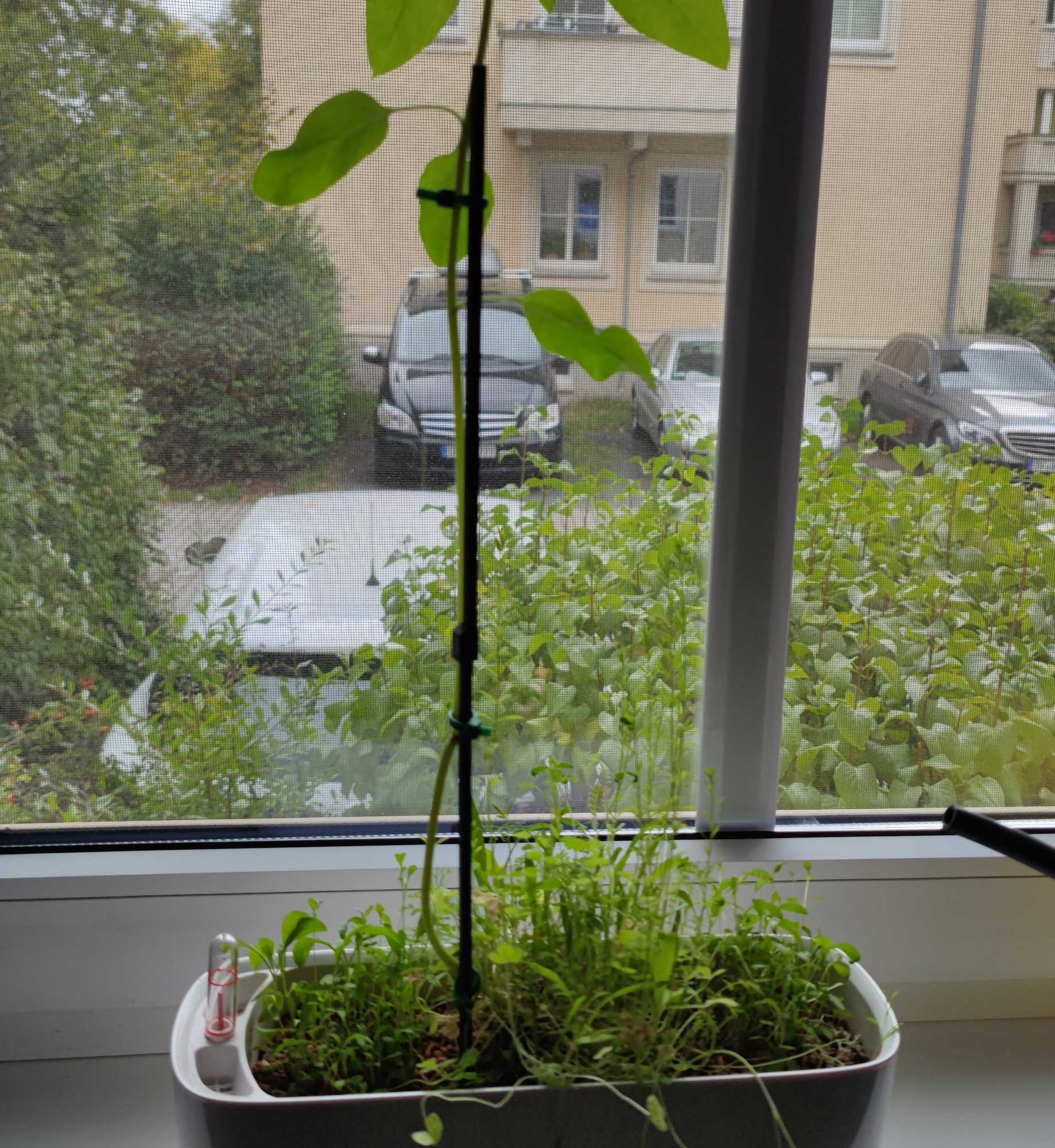 Expandable Plant Stick