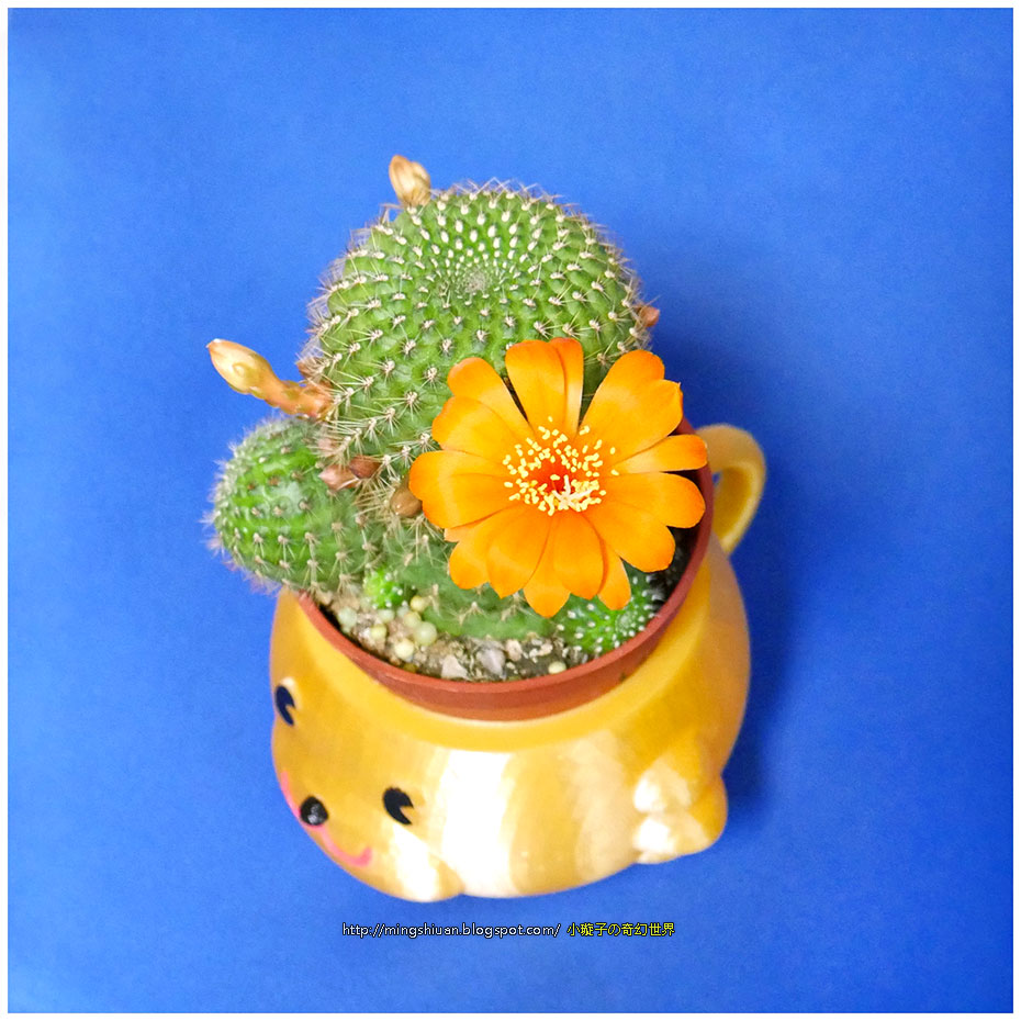 Mugs bear potted plants