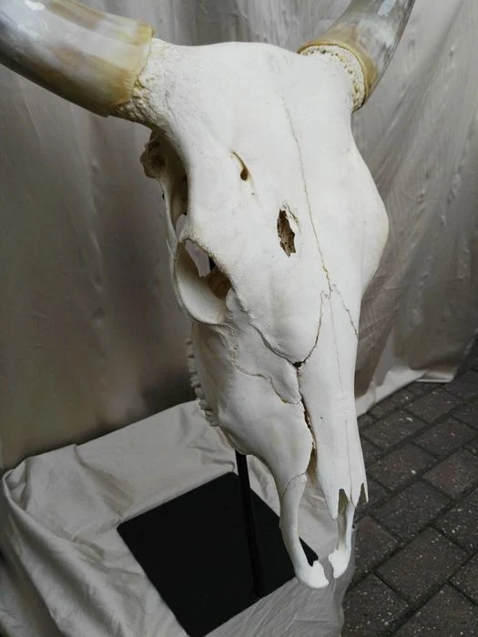 craneo de vaca