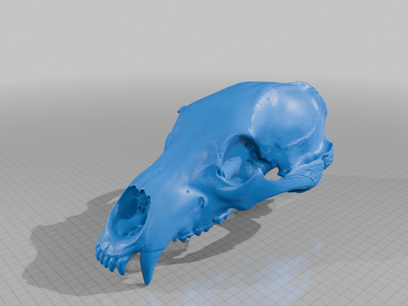 Grizzly Bear Skull