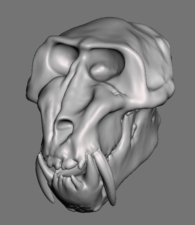 Primate Skulls