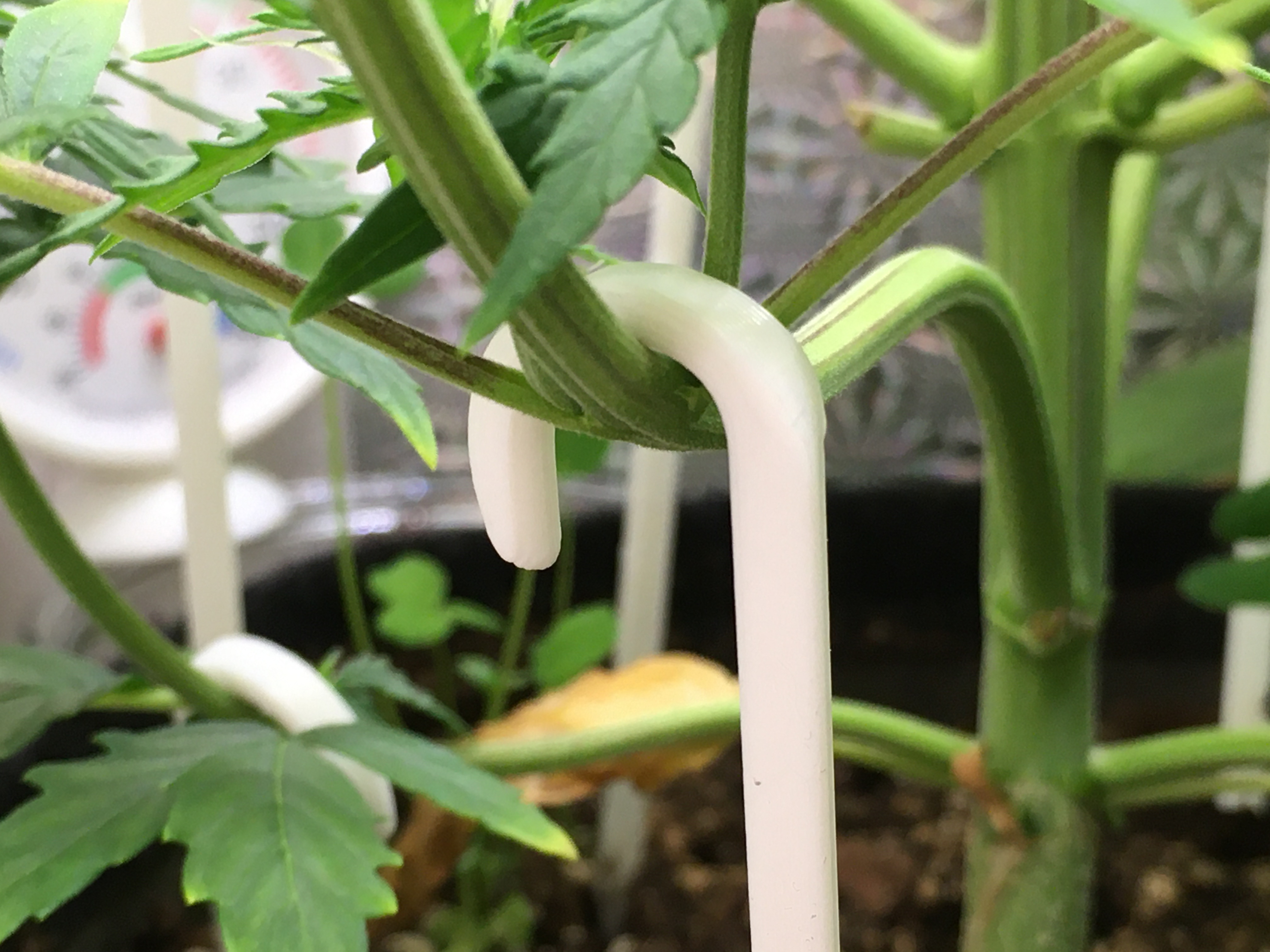 GrowBox Stuff