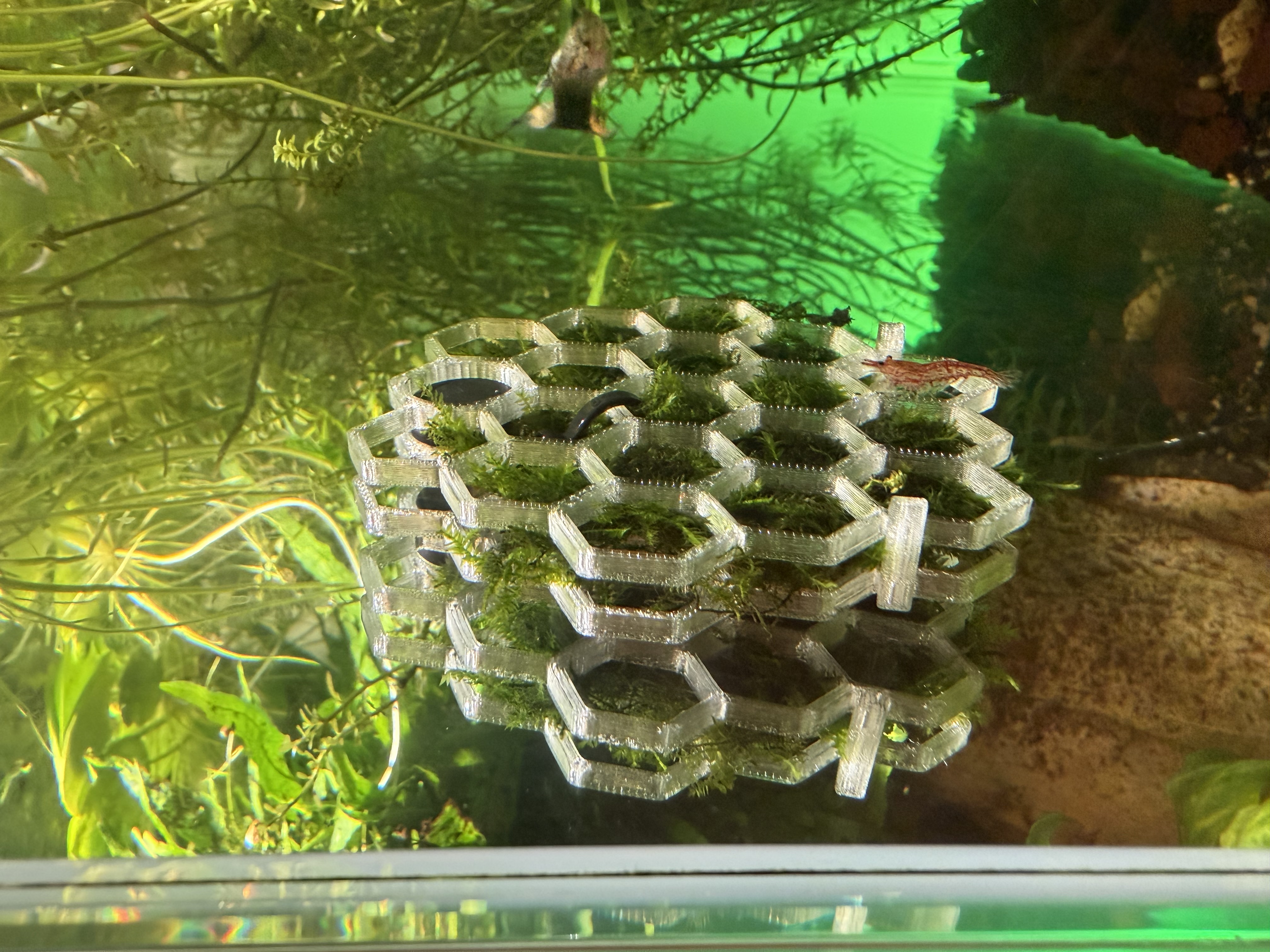 Hexagon Moosgitter / Moss Wall for Aquarium – Garnelenfreundliches 3D-Druck Design mit Magnetbefestigung (PETG)