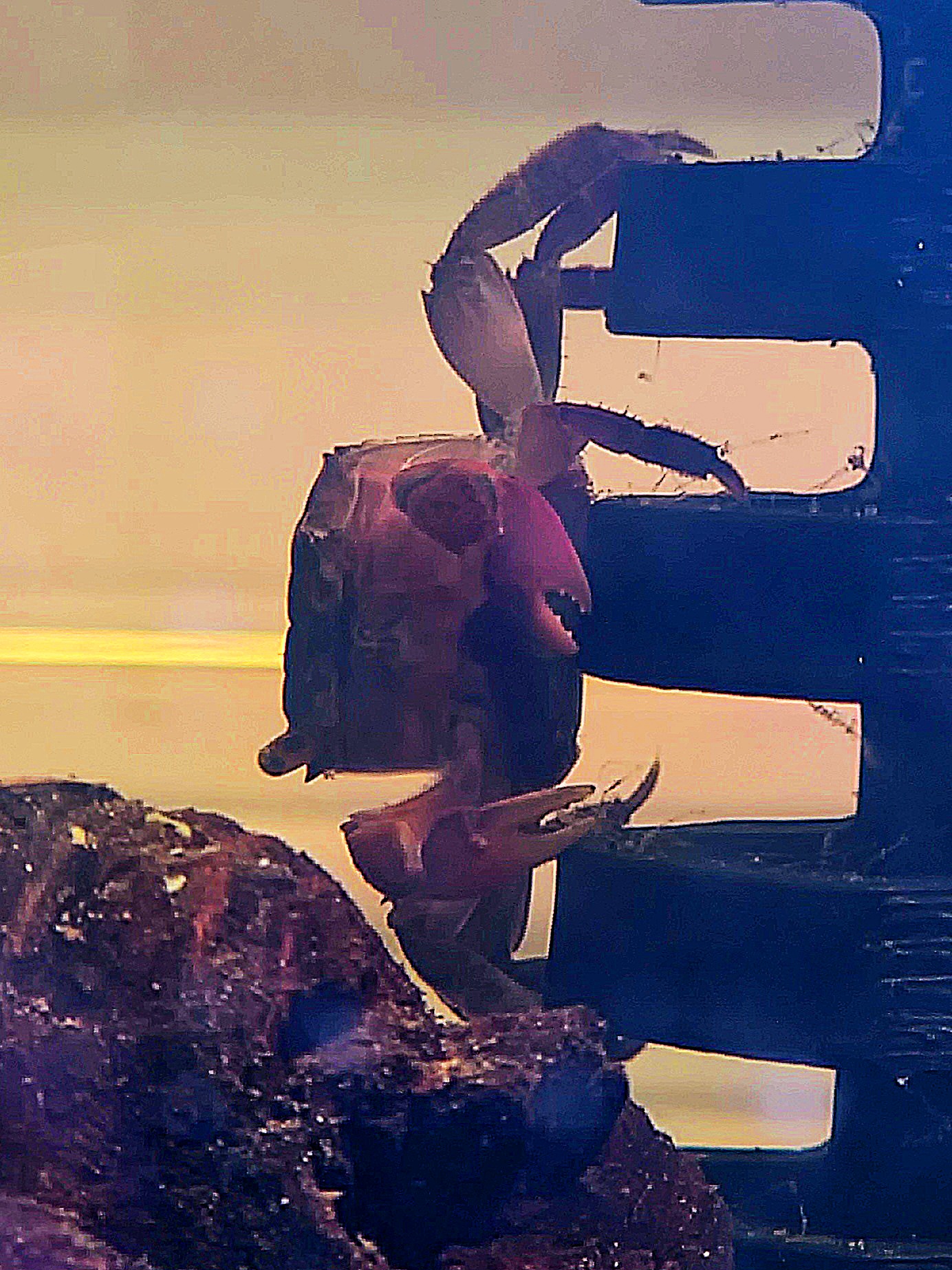 Crab Ladder