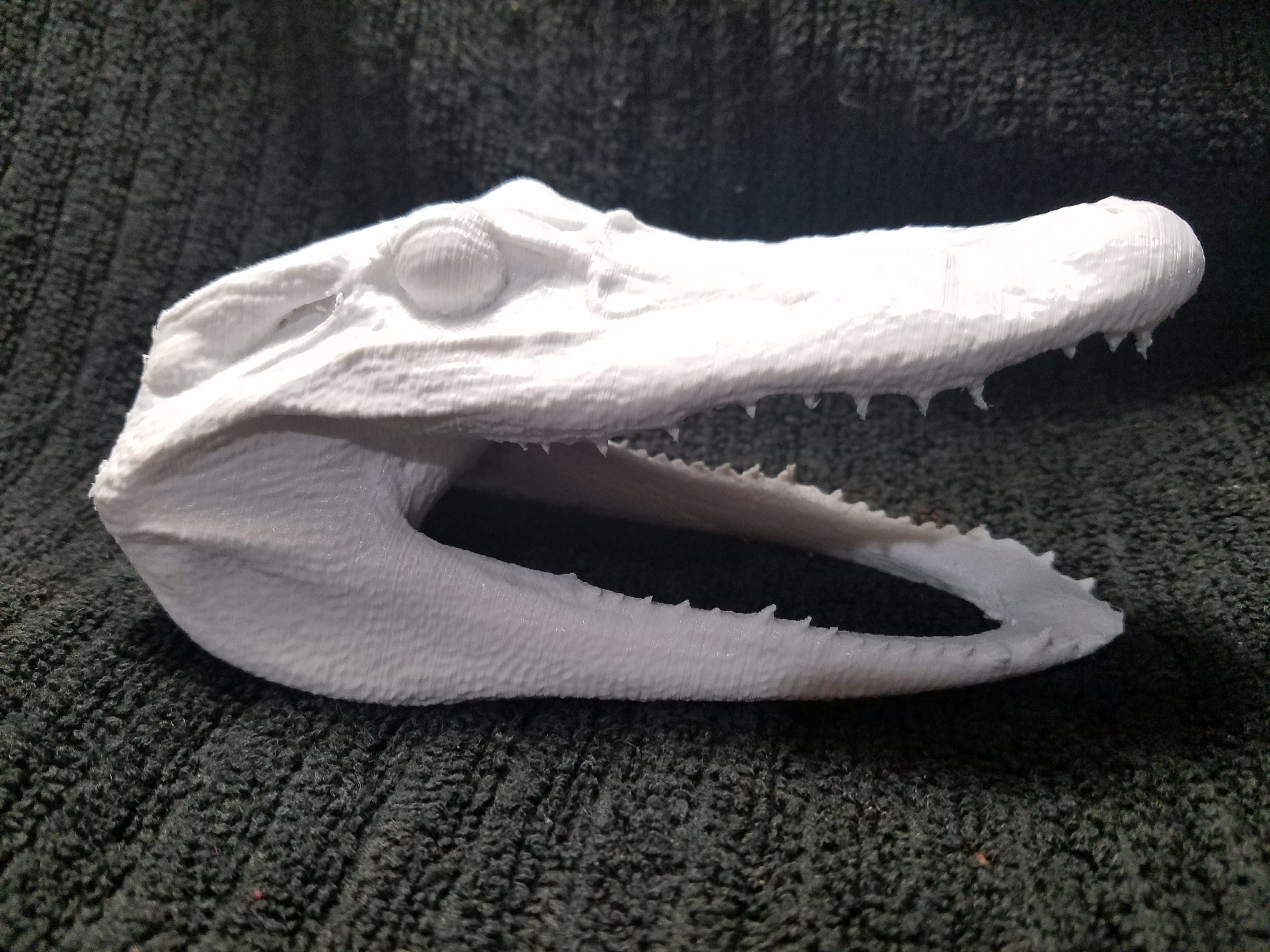 High Resolution Scan of Florida Alligator Head