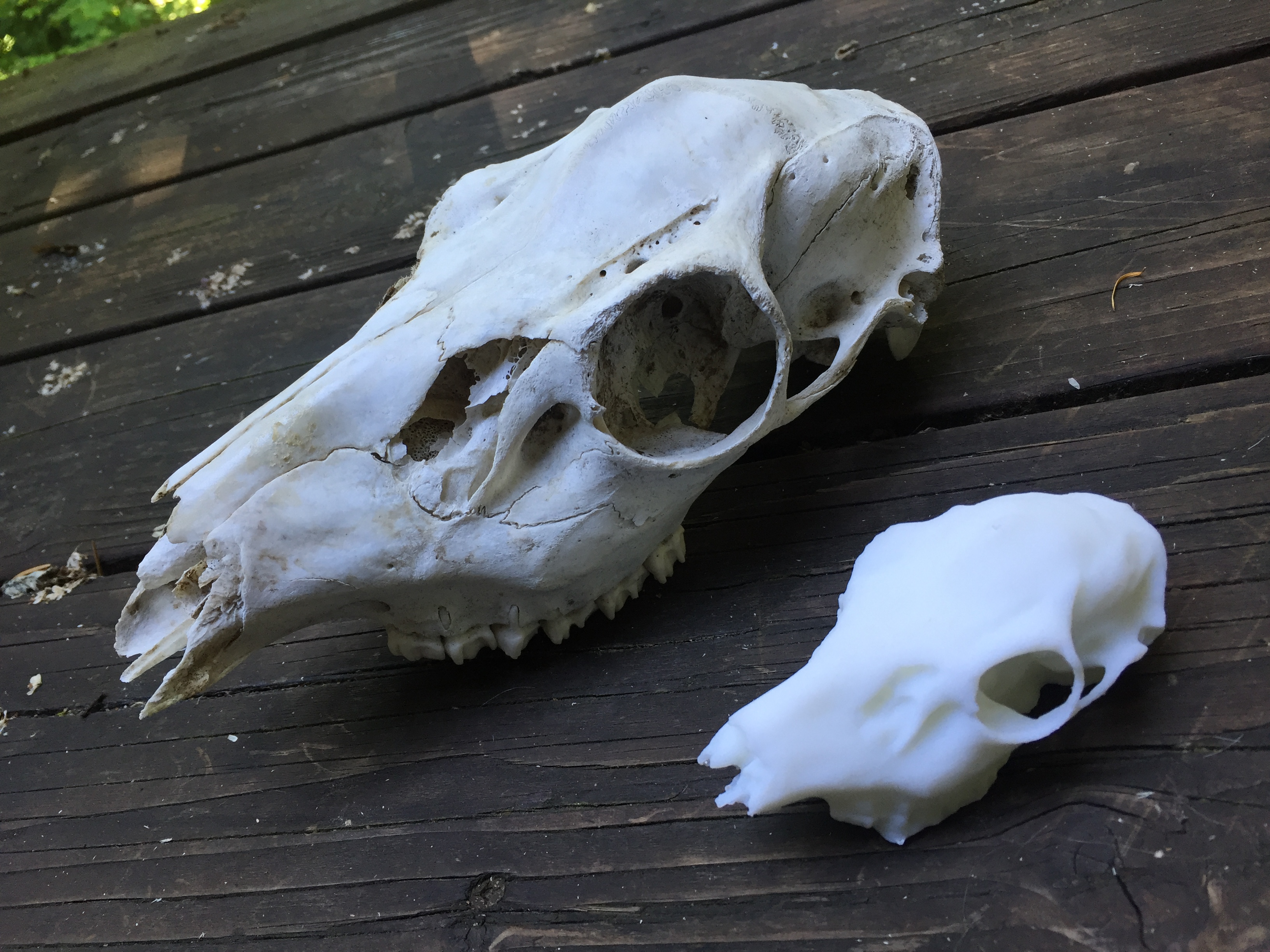 Deer Skull