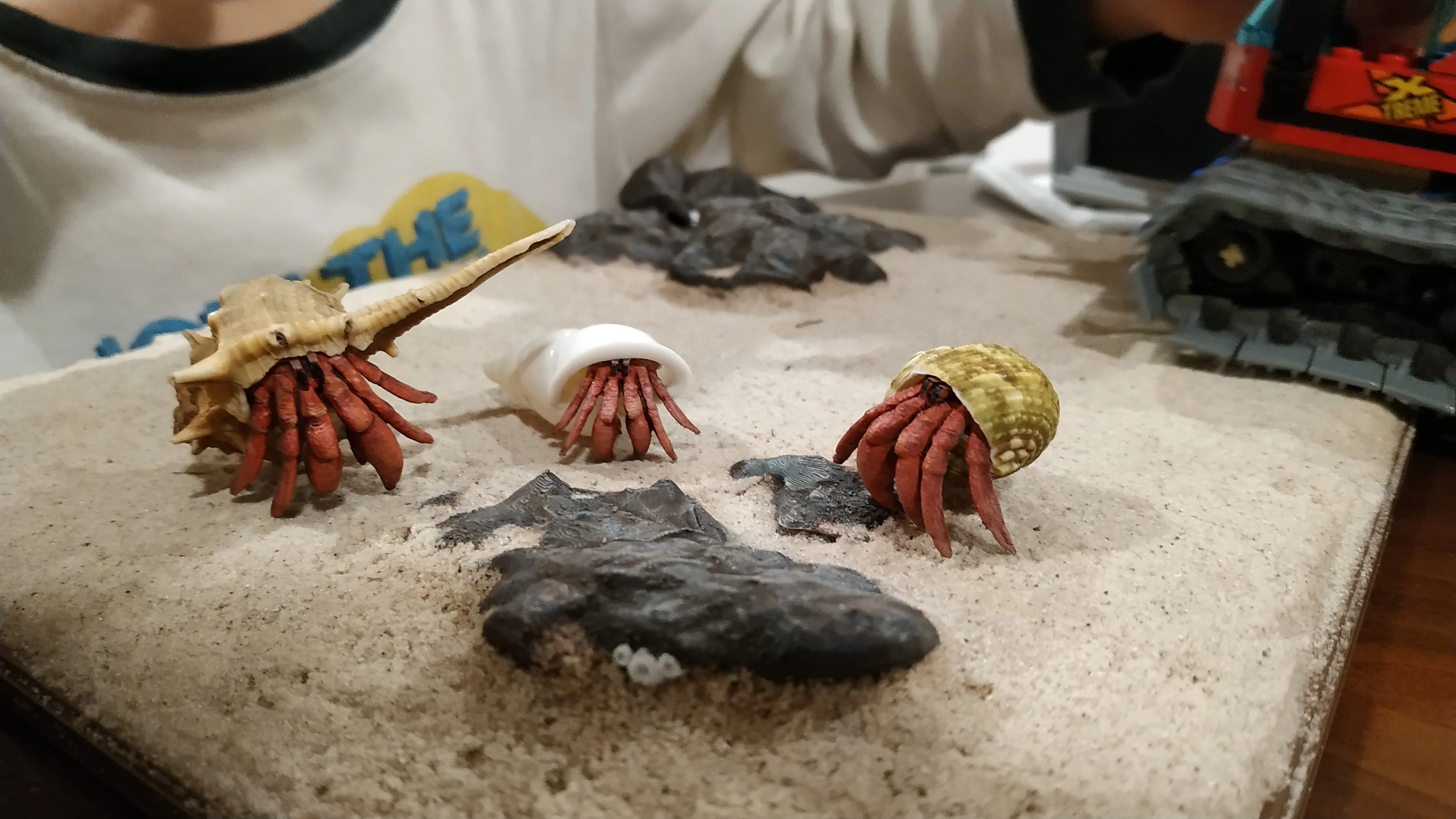 Hermit Crab