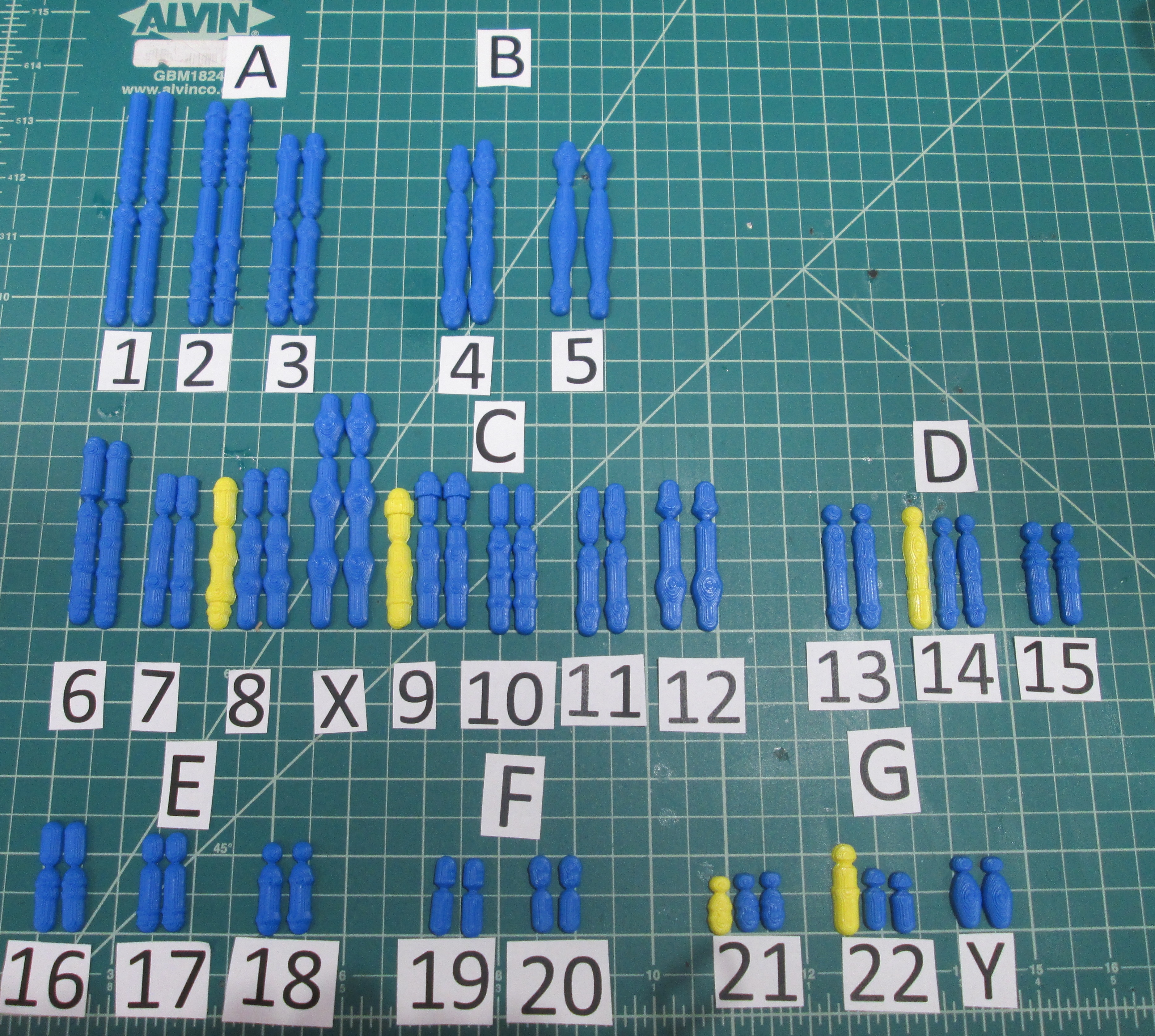 Karyotype Laboratory Exercise