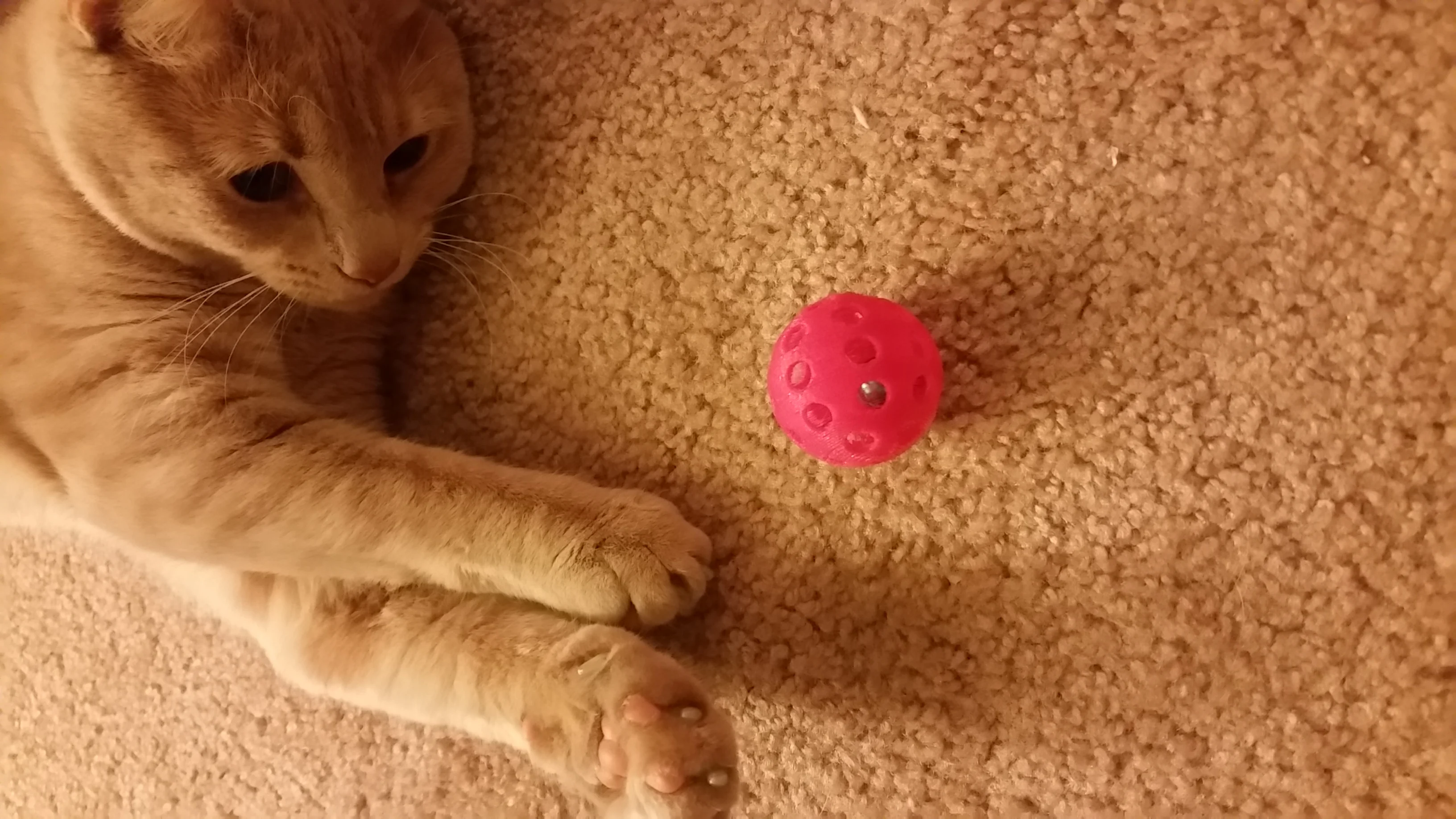 Cat Toy - Bell Inside Ball