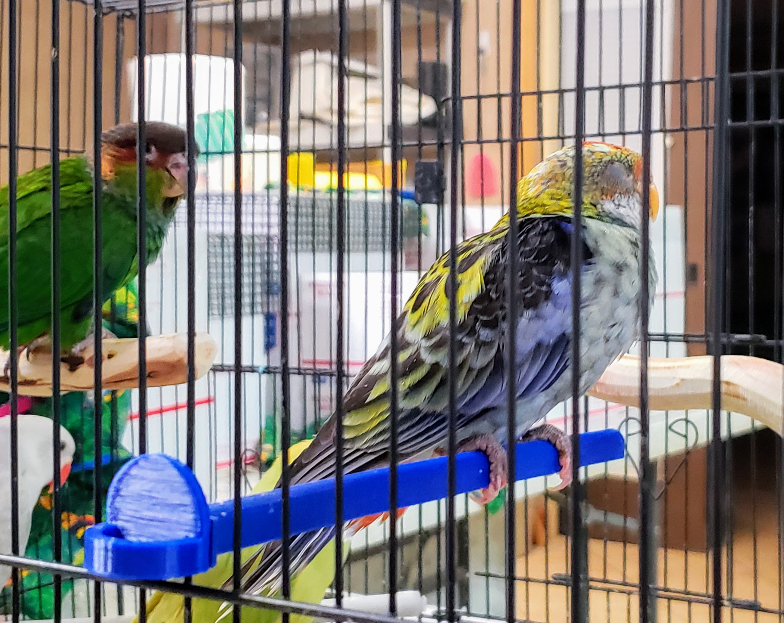Small bird twist on perch set, variable width for foot health